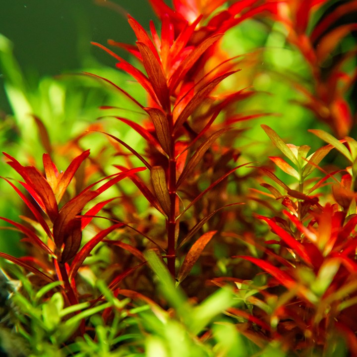 Rotala rotundifolia 'Blood red' 1-2 Grow