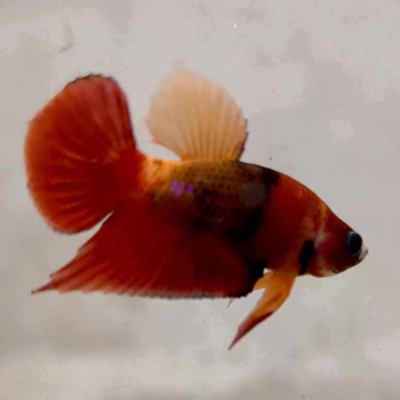 Premium Candy Multicolour Halfmoon Plakat #6