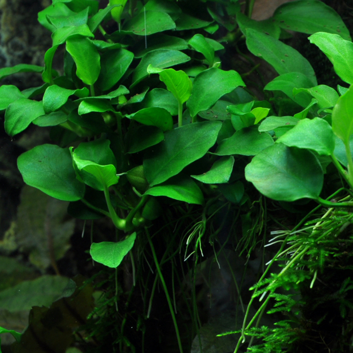 Anubias Nana Petite Pot