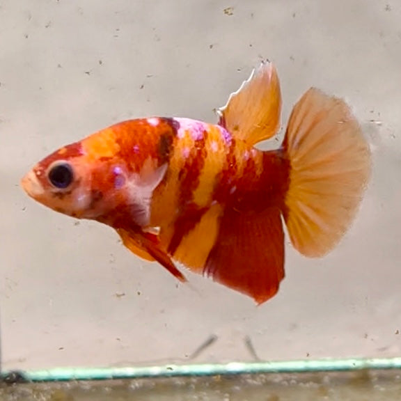 Premium Candy Multicolour Halfmoon Plakat #10