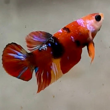 Premium Candy Multicolour Halfmoon Plakat #20