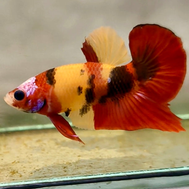 Premium Candy Multicolour Halfmoon Plakat #36