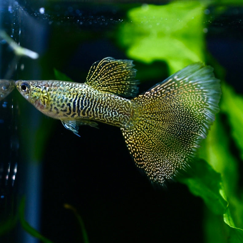 Imperial Gold Lace