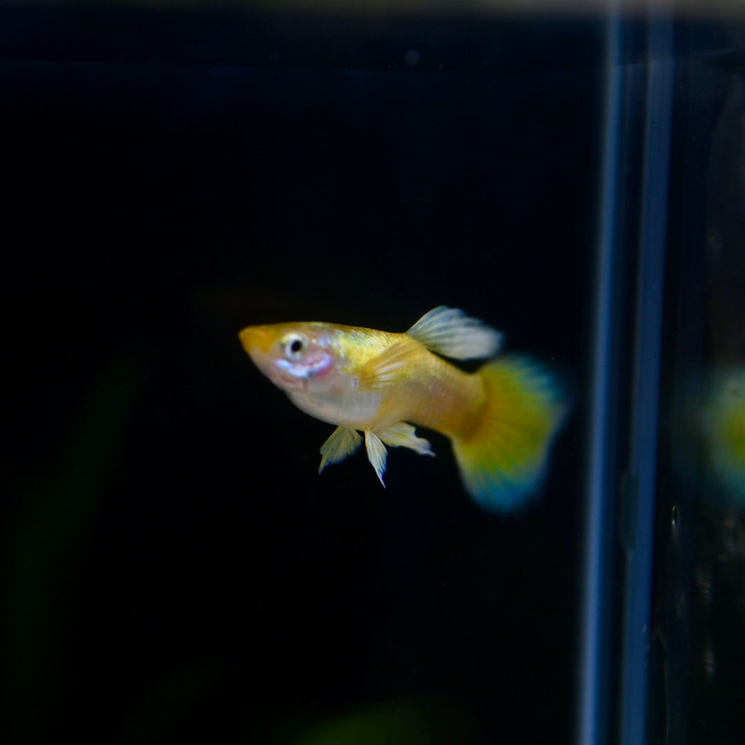Golden Coin Round Tail
