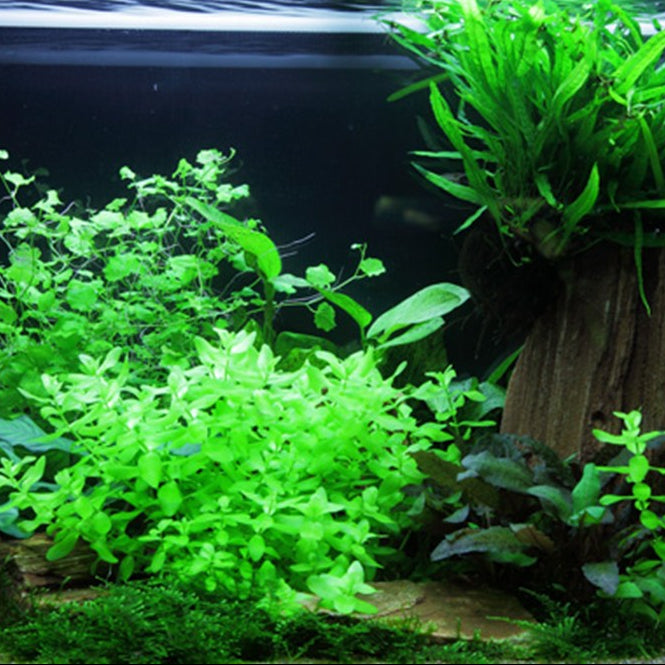 Bacopa caroliniana