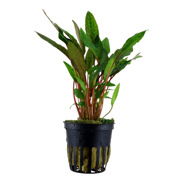Cryptocoryne beckettii 'Petchii' Pot