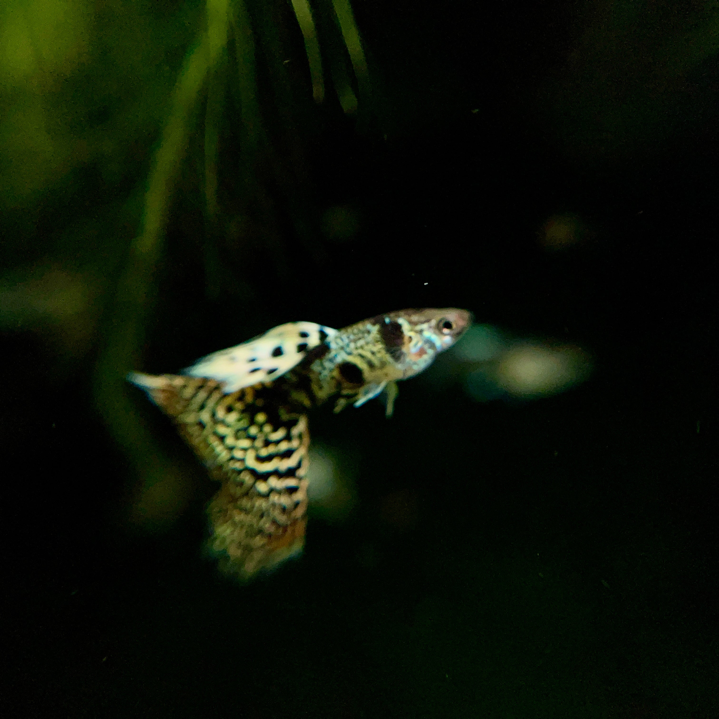 Tiger King Cobra Guppies - Canada Guppies