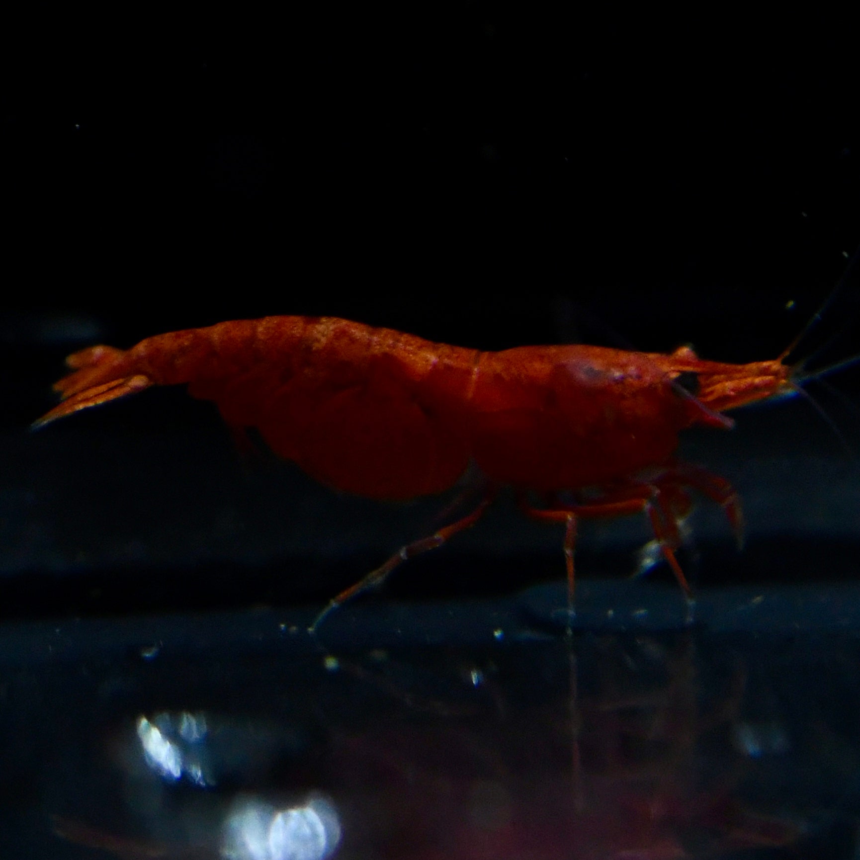 Bloody Mary Shrimp - Canada Guppies