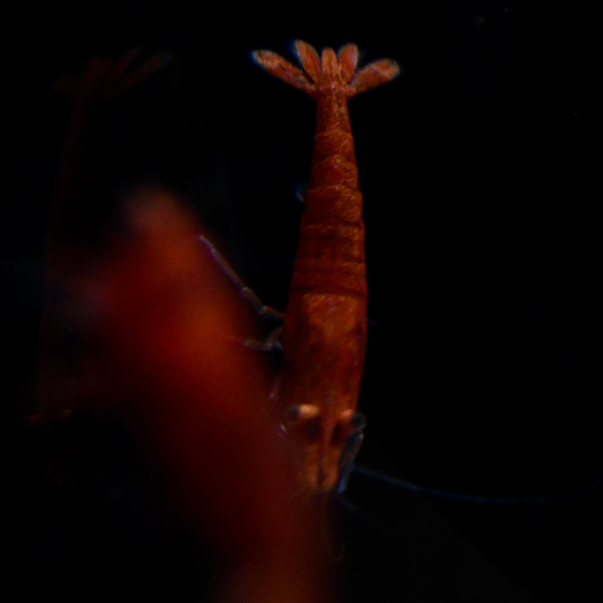 Bloody Mary Shrimp - Canada Guppies