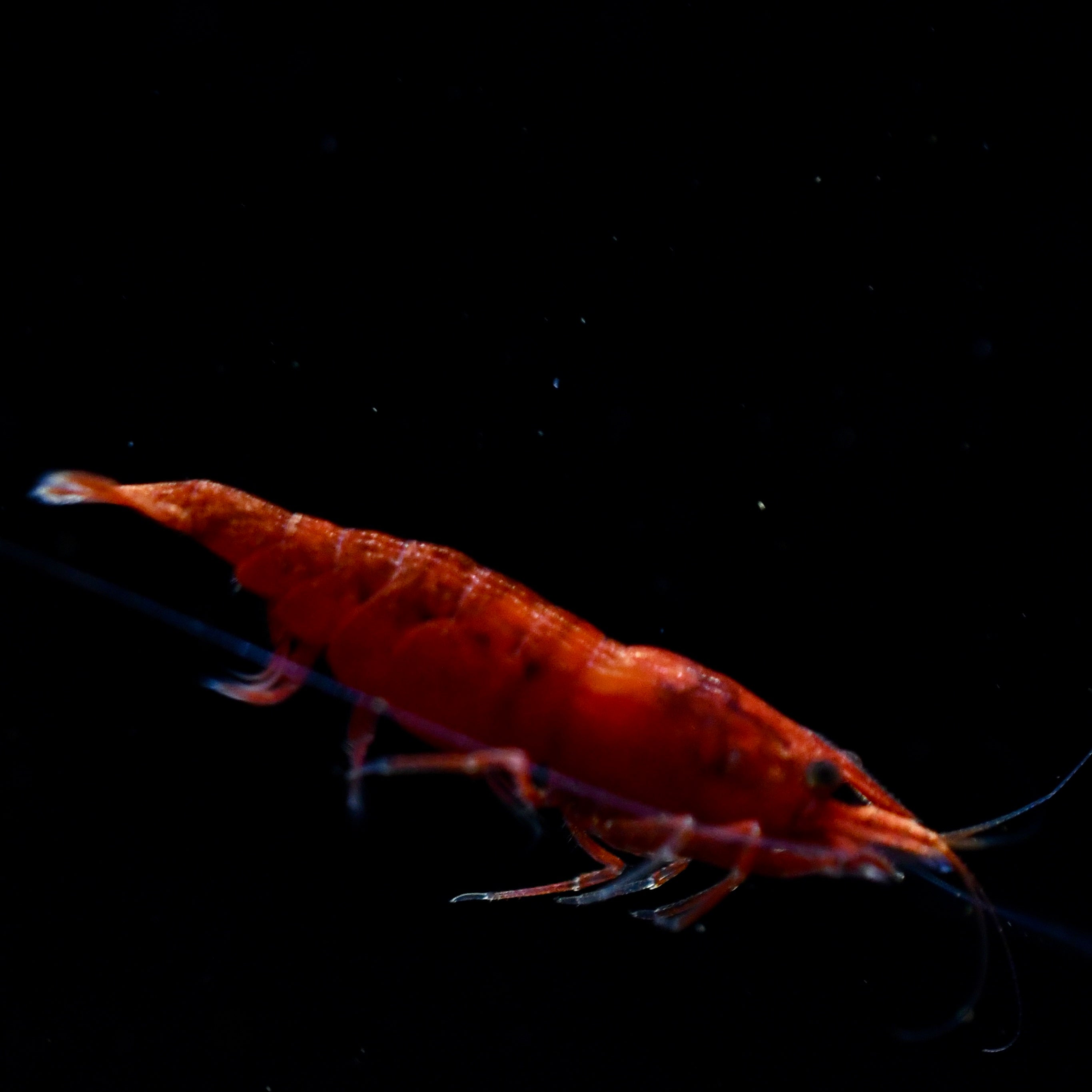 Bloody Mary Shrimp - Canada Guppies