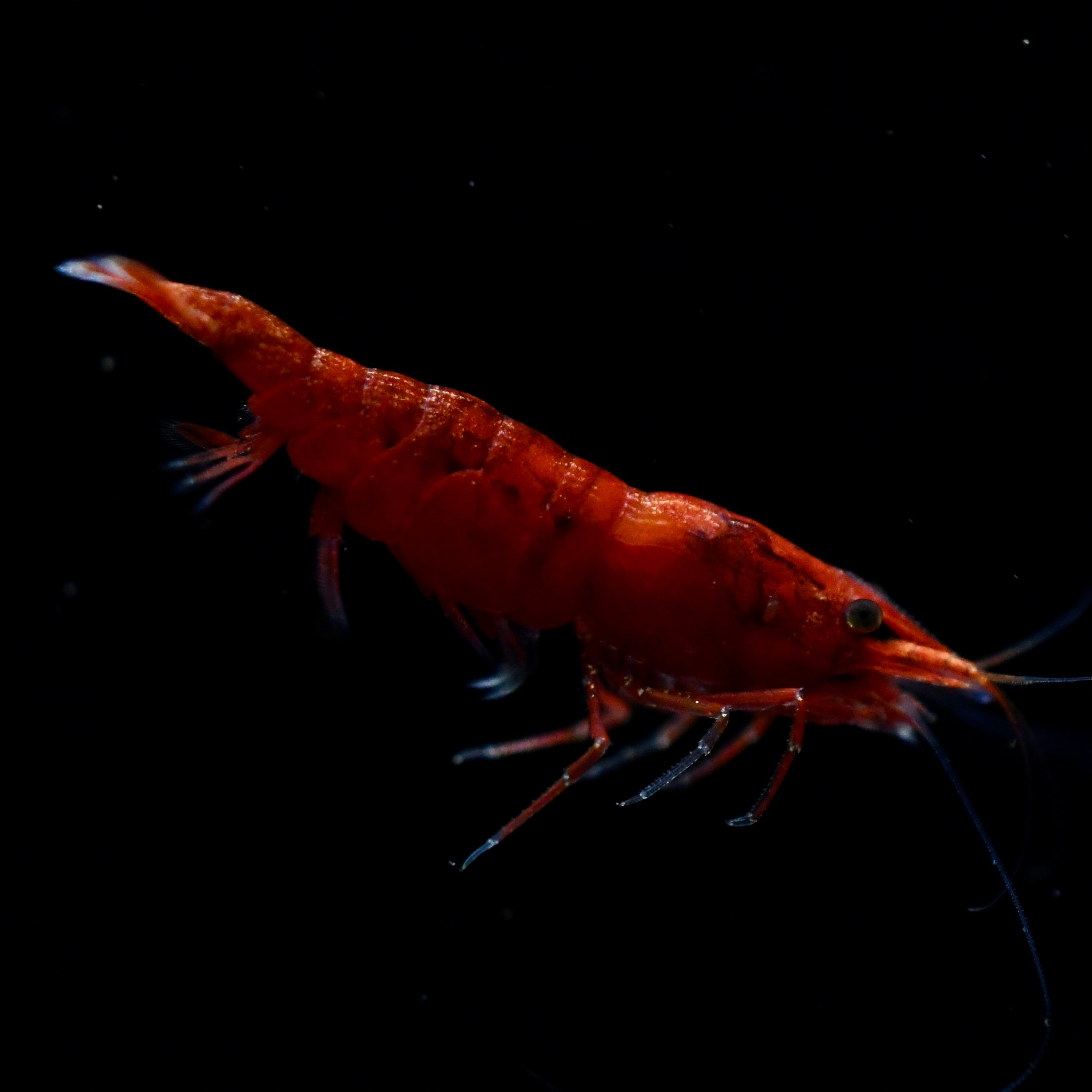 CREVETTES BLOODY MARY