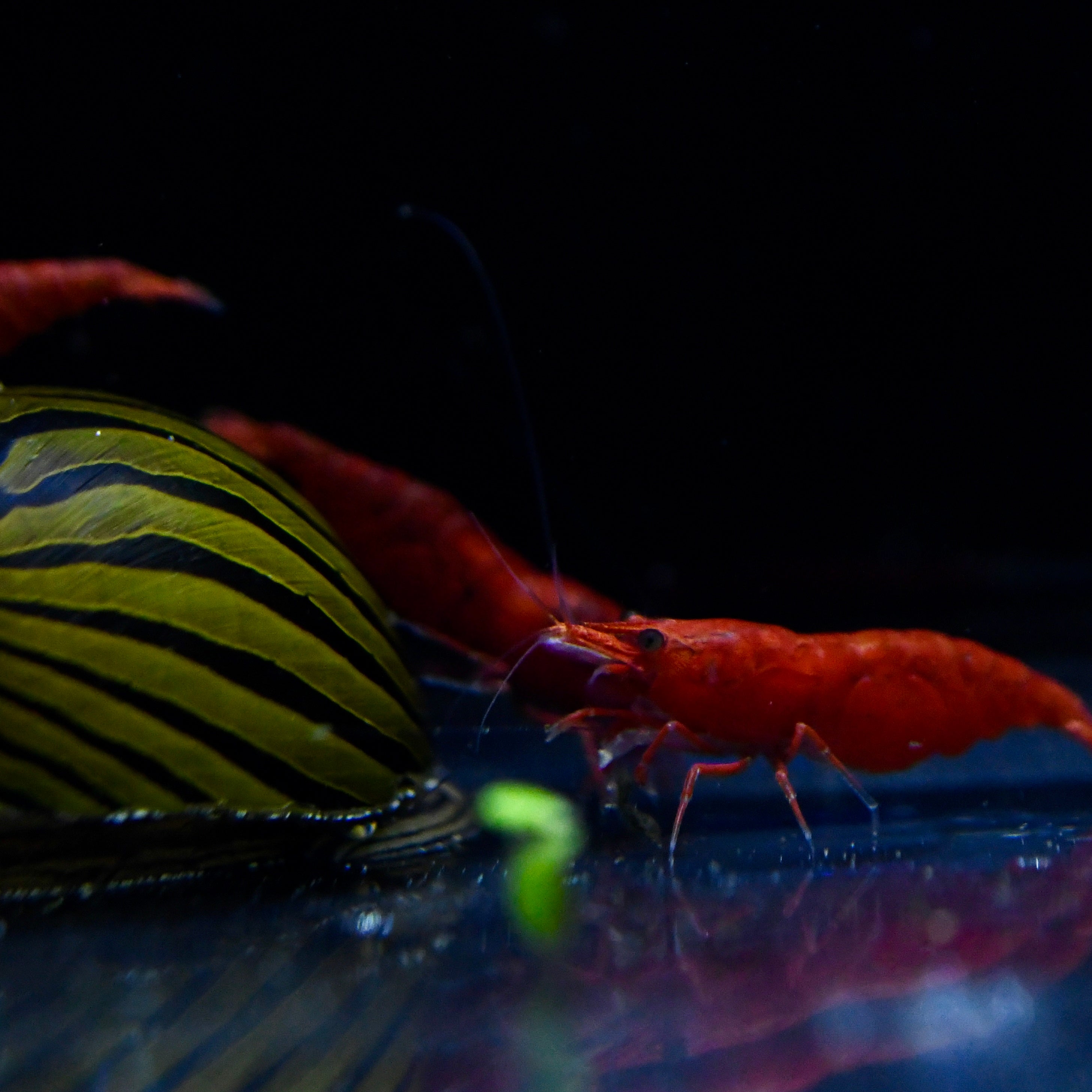 CREVETTES BLOODY MARY