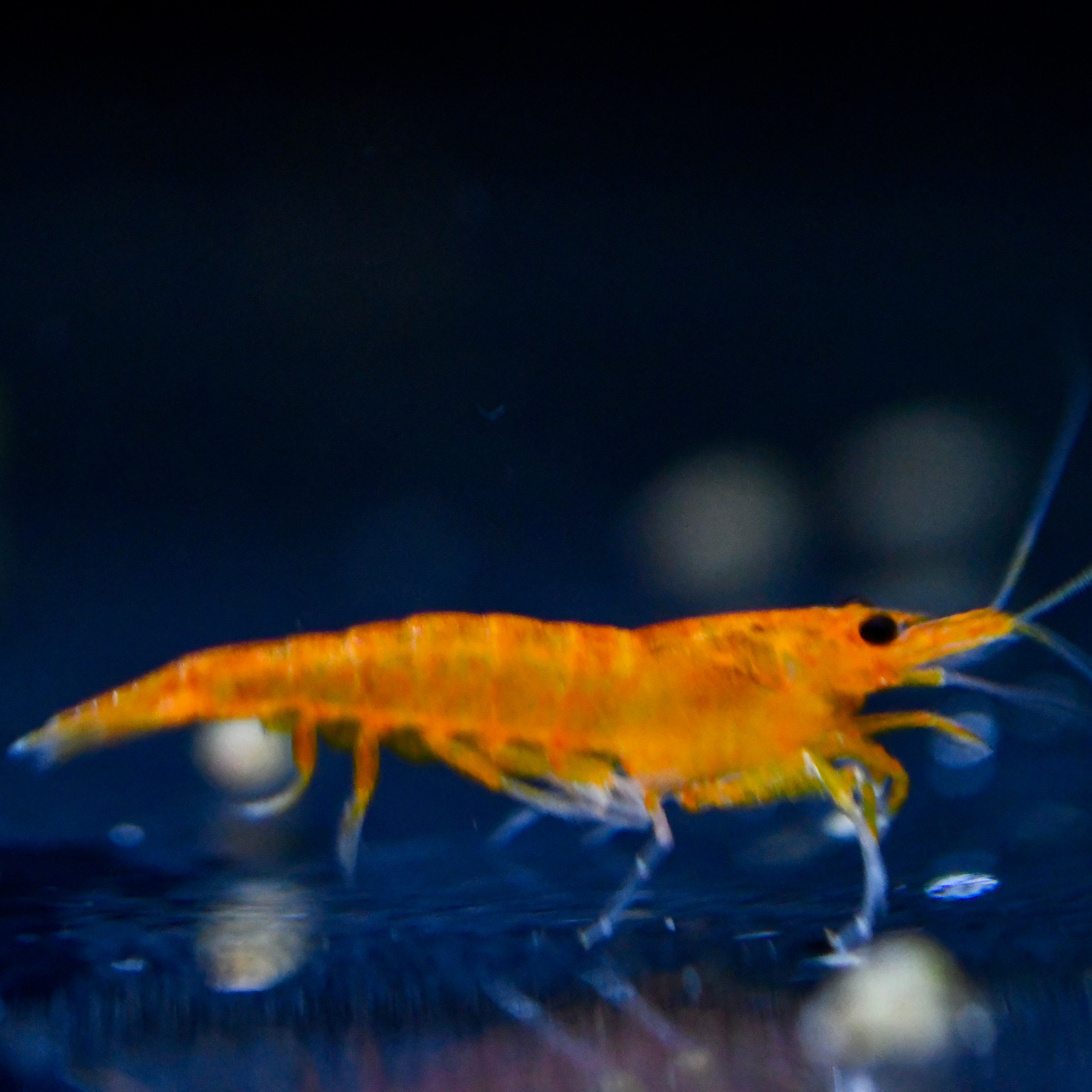 CREVETTES BLOODY MARY