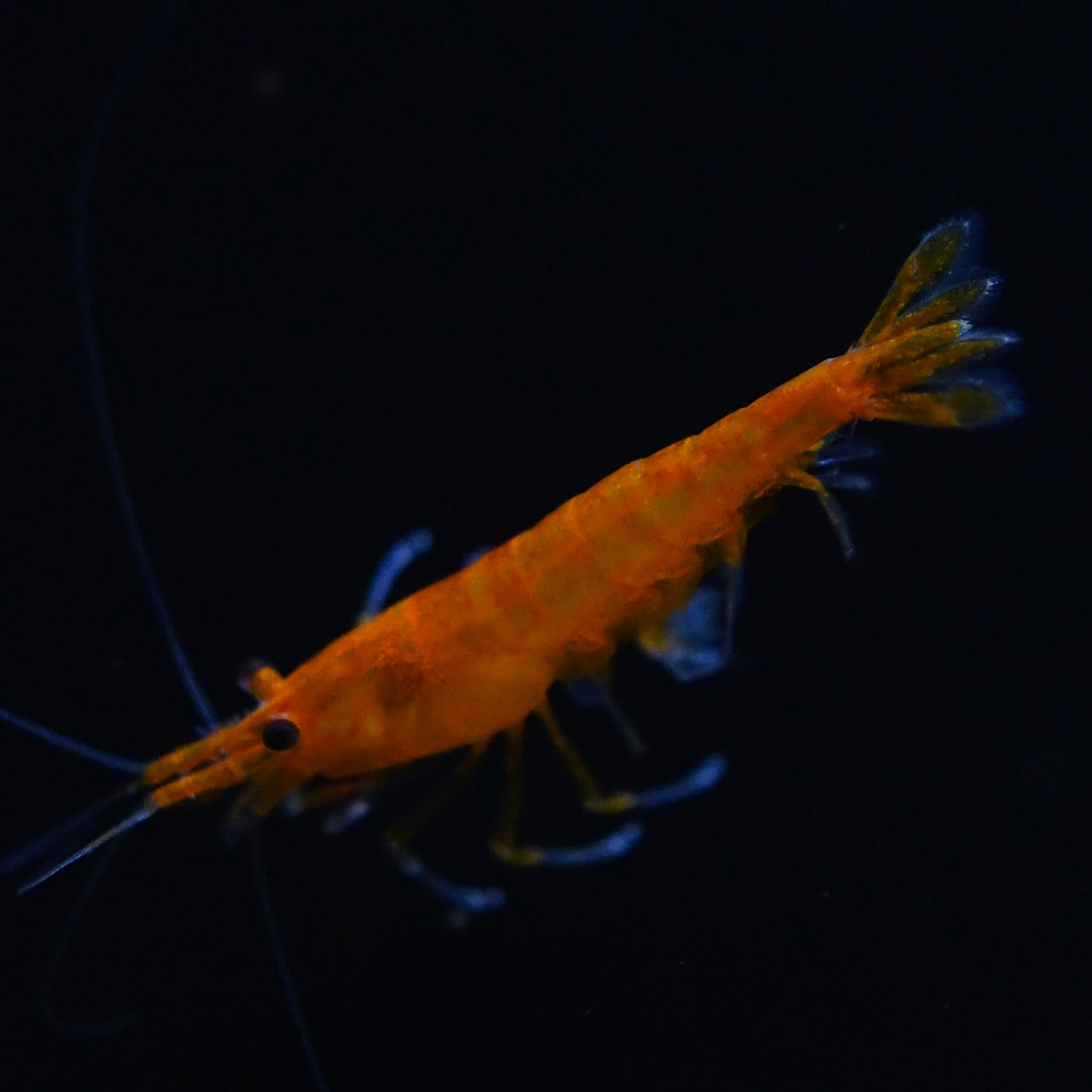 CREVETTES BLOODY MARY