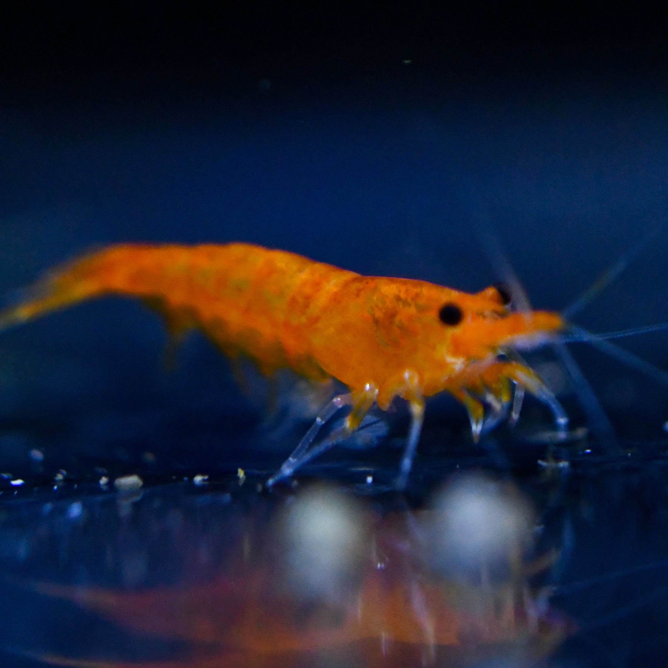 Orange Shrimp - Canada Guppies
