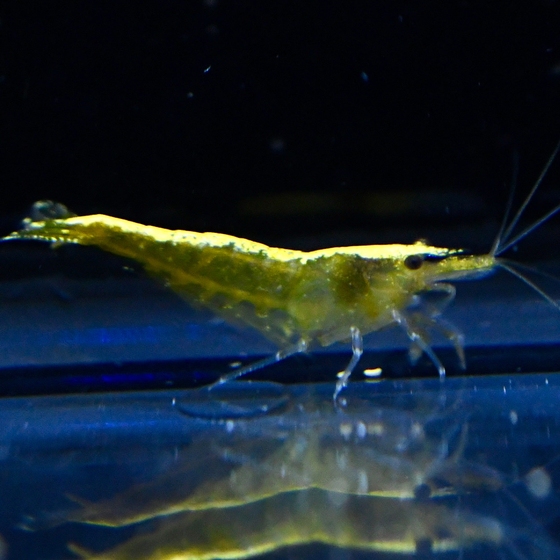 Yellow Goldenback - Canada Guppies