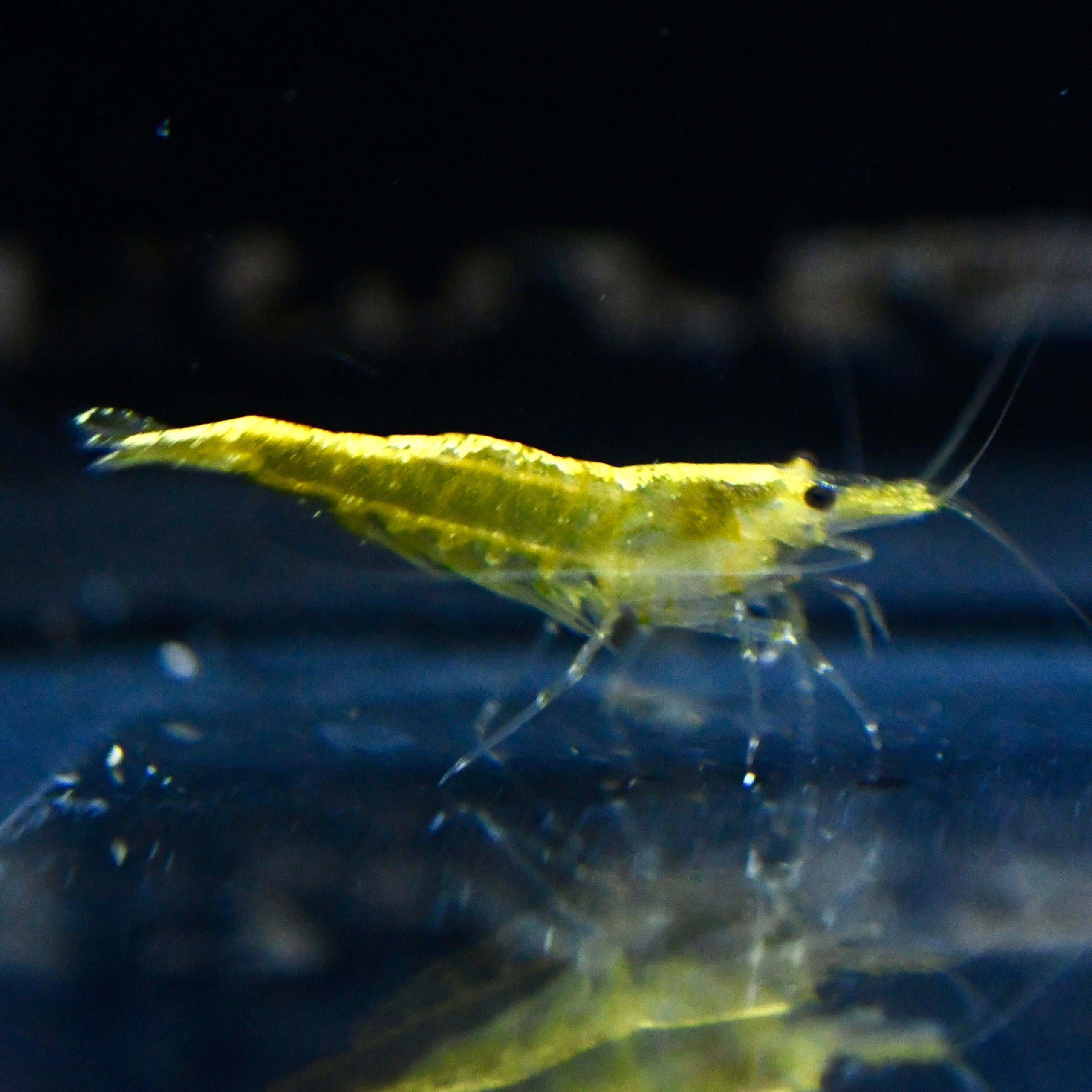 Yellow Goldenback - Canada Guppies