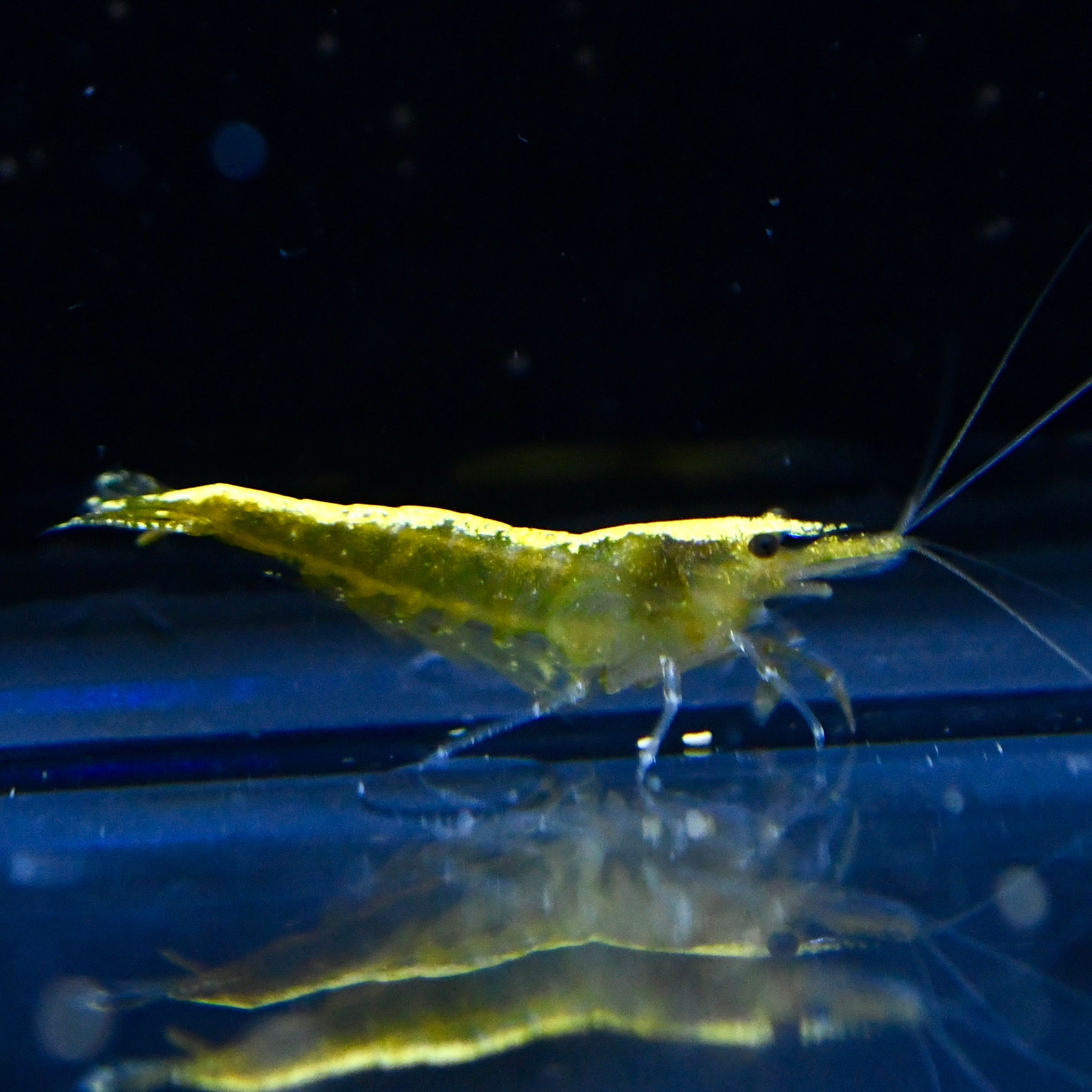 Yellow Goldenback - Canada Guppies