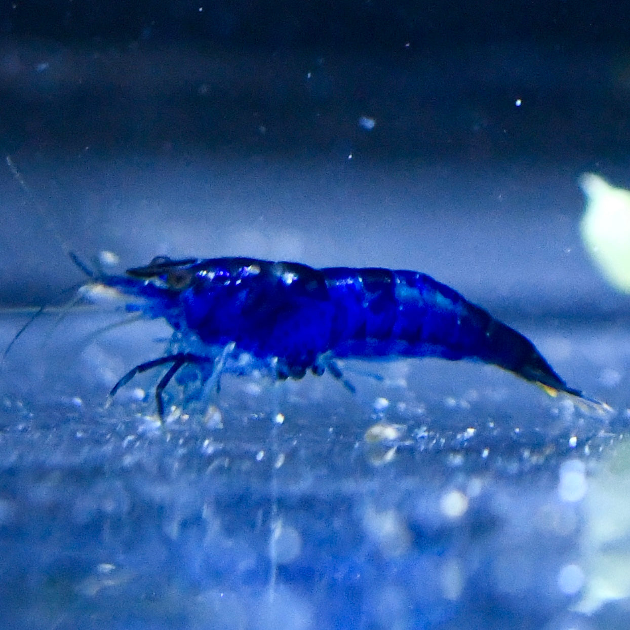 Blue Dream Shrimp - Canada Guppies