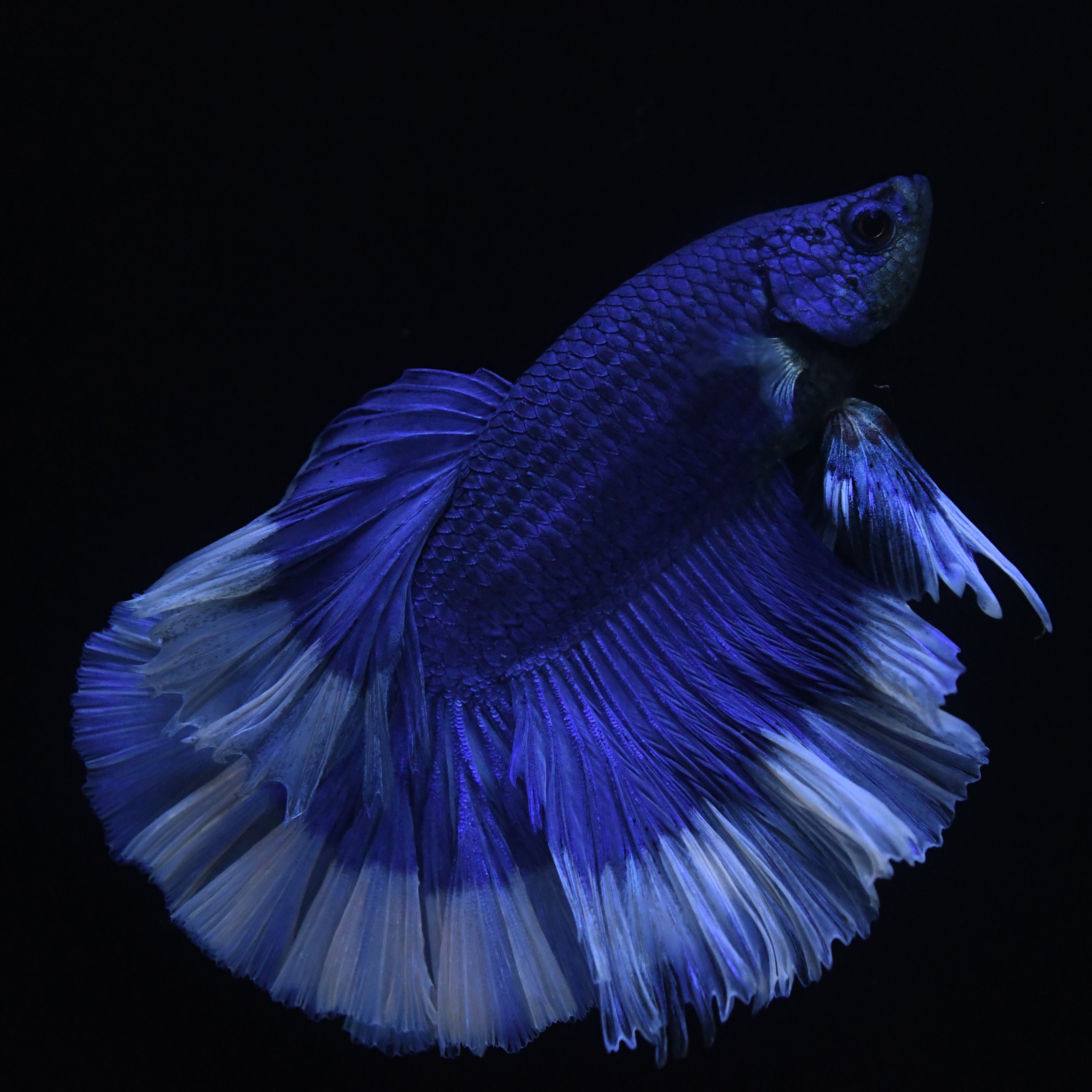 Royal Blue Butterfly Halfmoon Betta #19