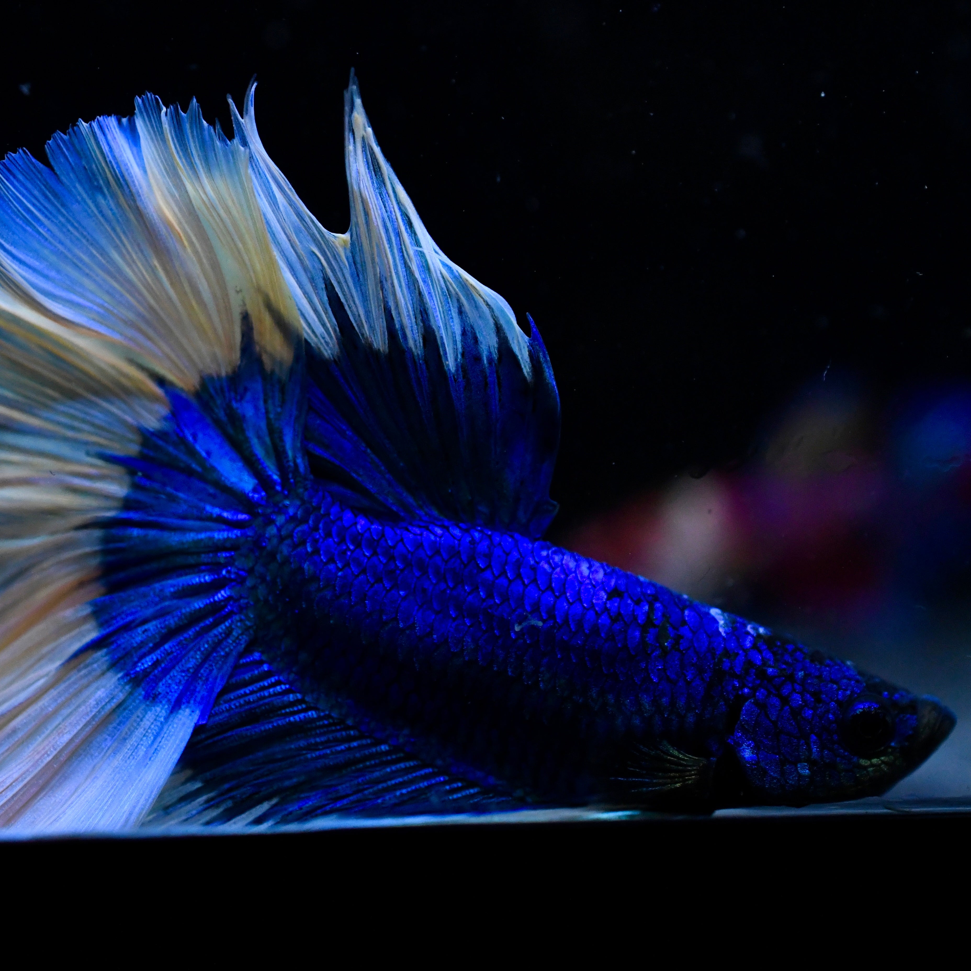 Royal Blue Butterfly Halfmoon Betta #20