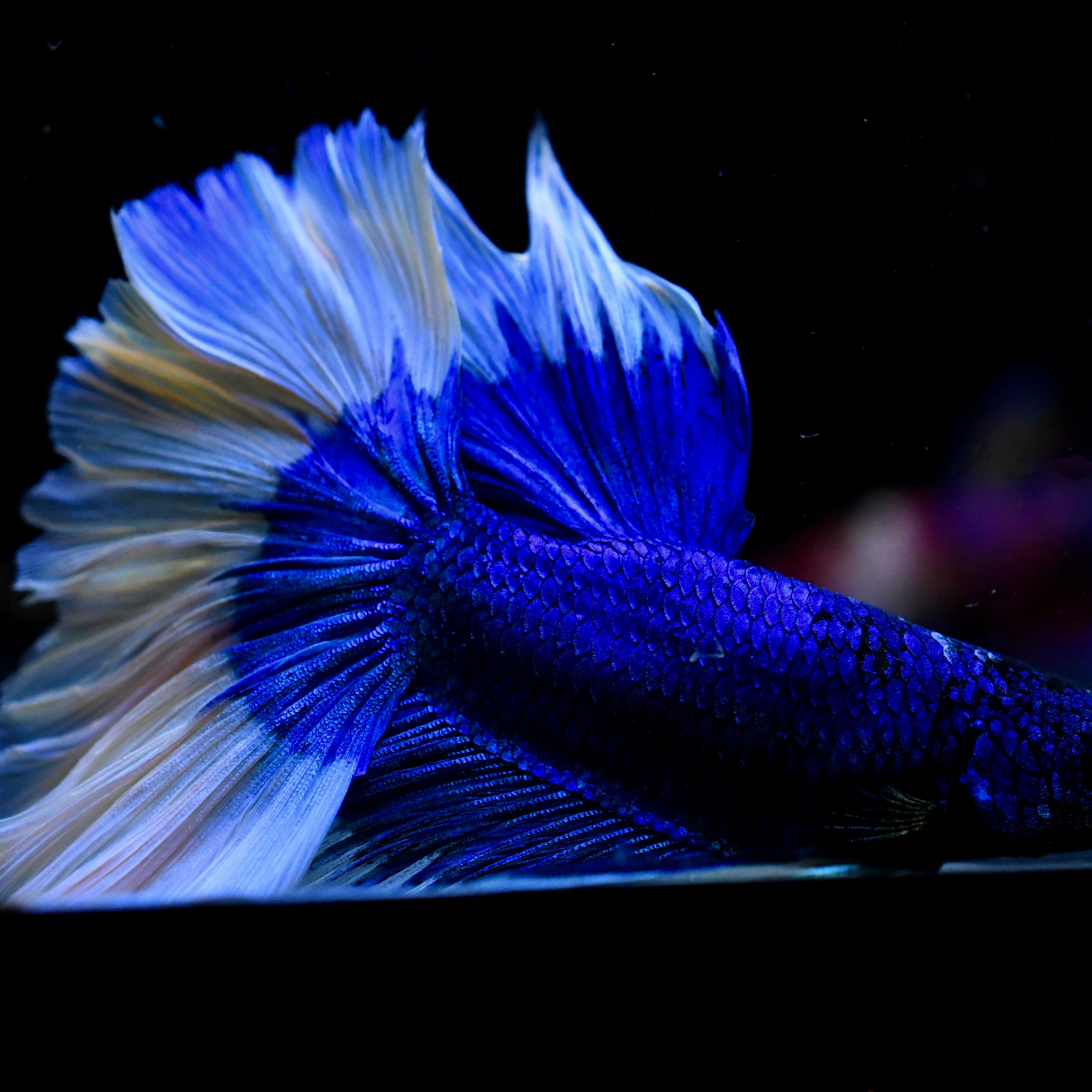 Royal Blue Butterfly Halfmoon Betta #20