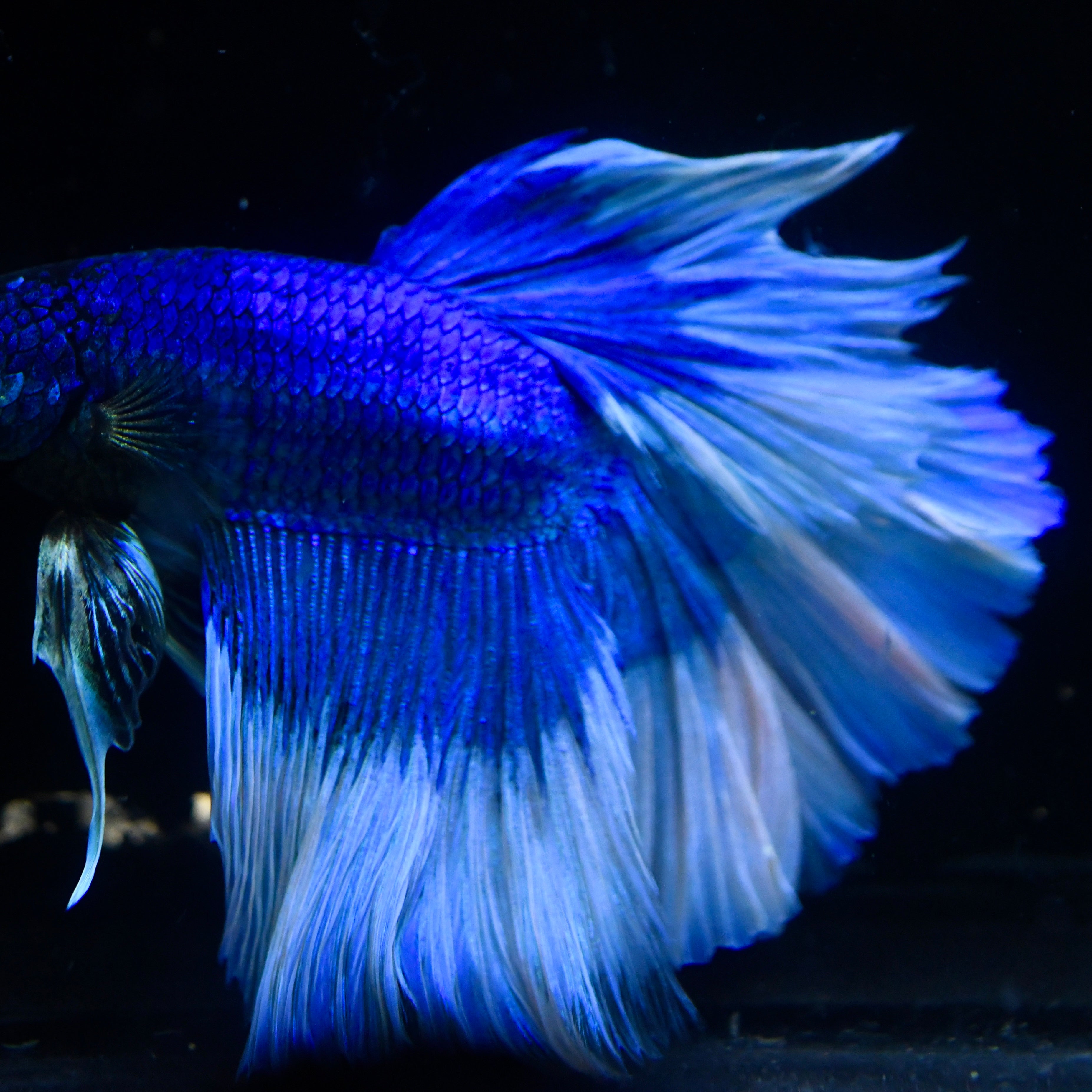 Royal Blue Butterfly Halfmoon Betta #20