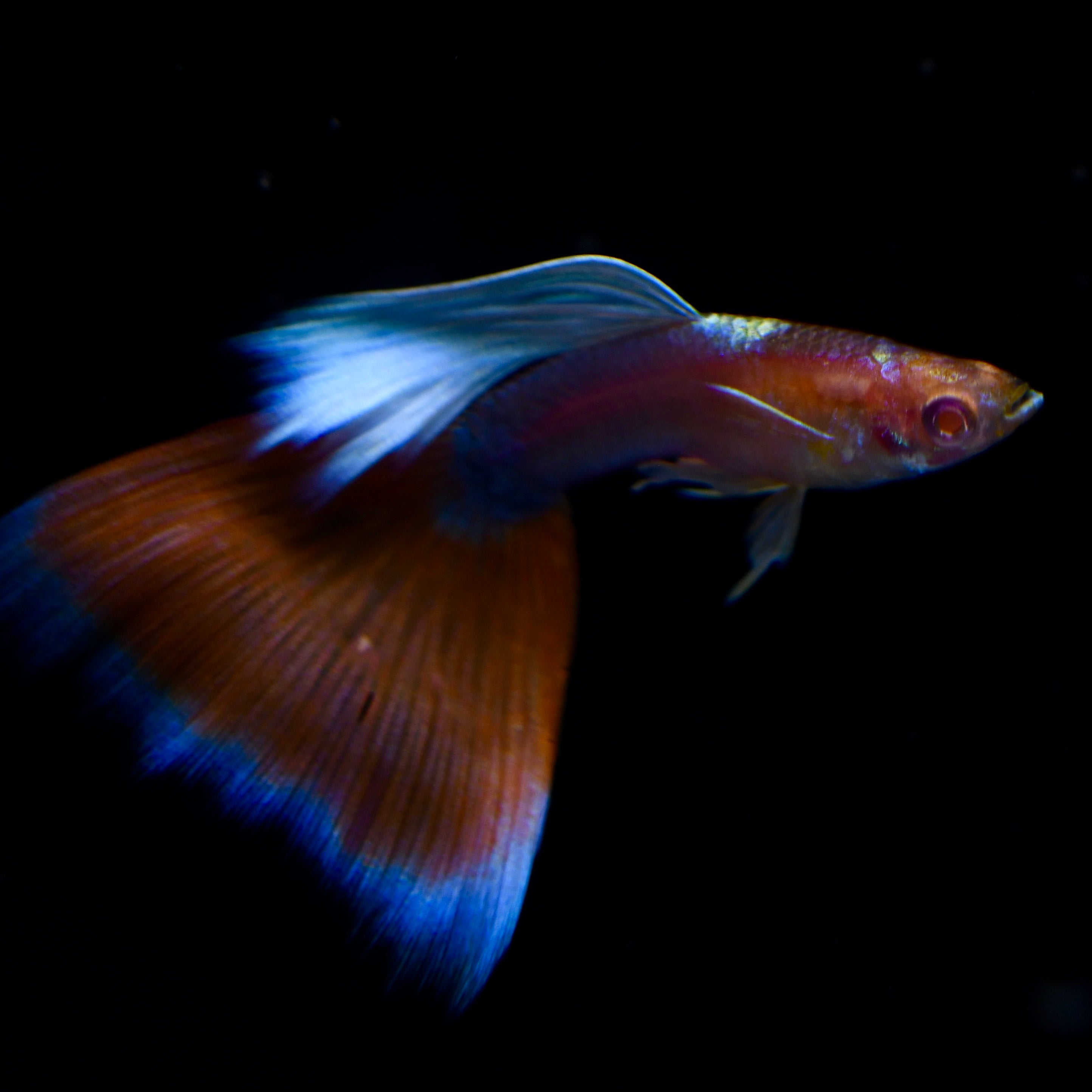 Albino Deep Red Tail