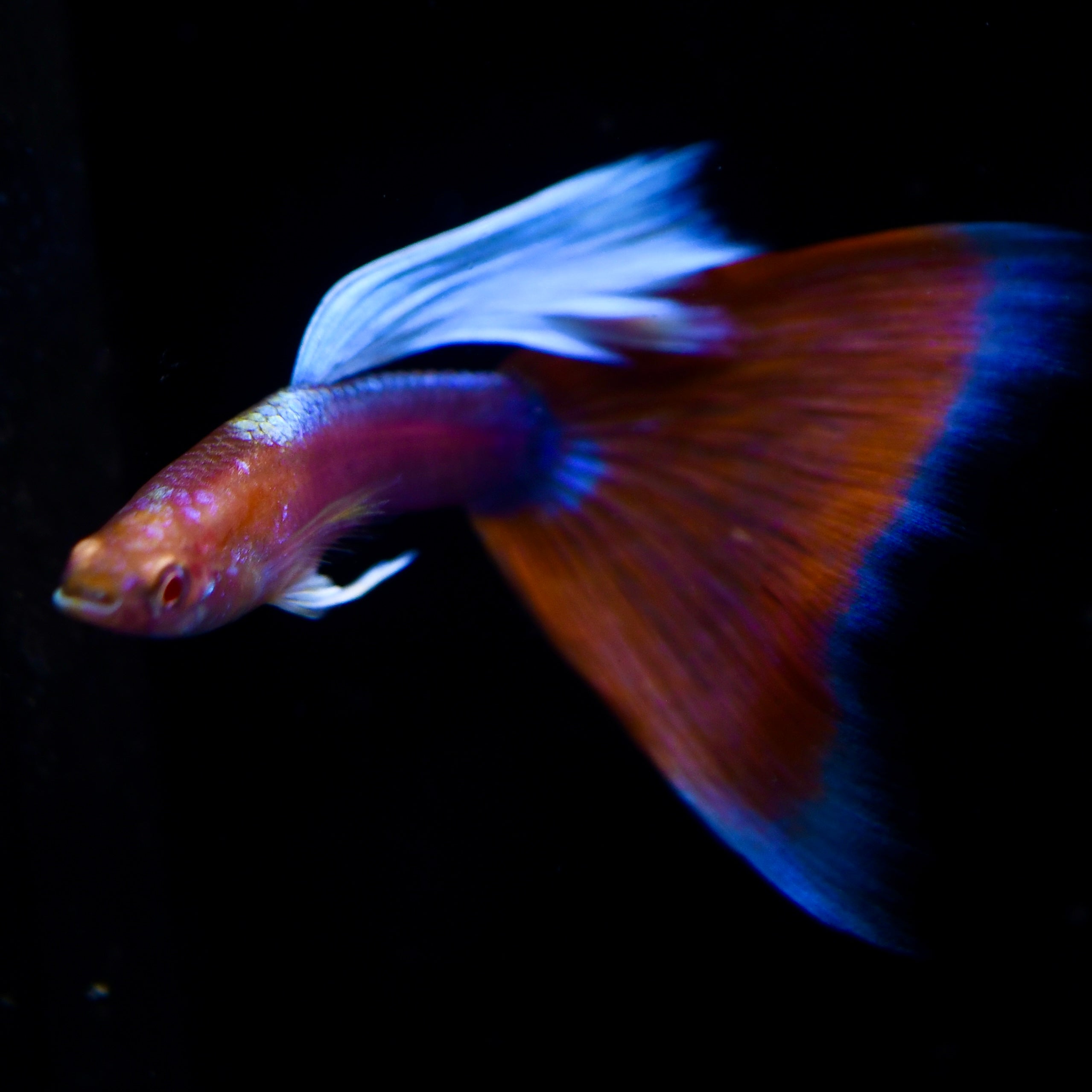 Albino Deep Red Tail