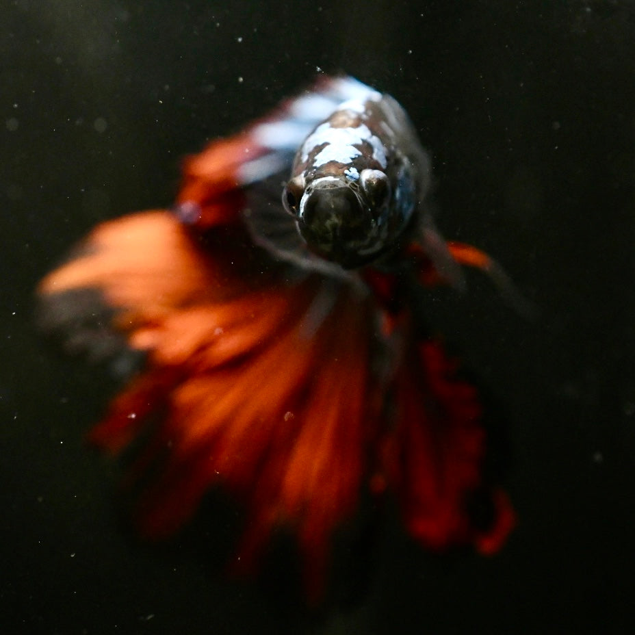 Avatar Red Tail Halfmoon Betta #2