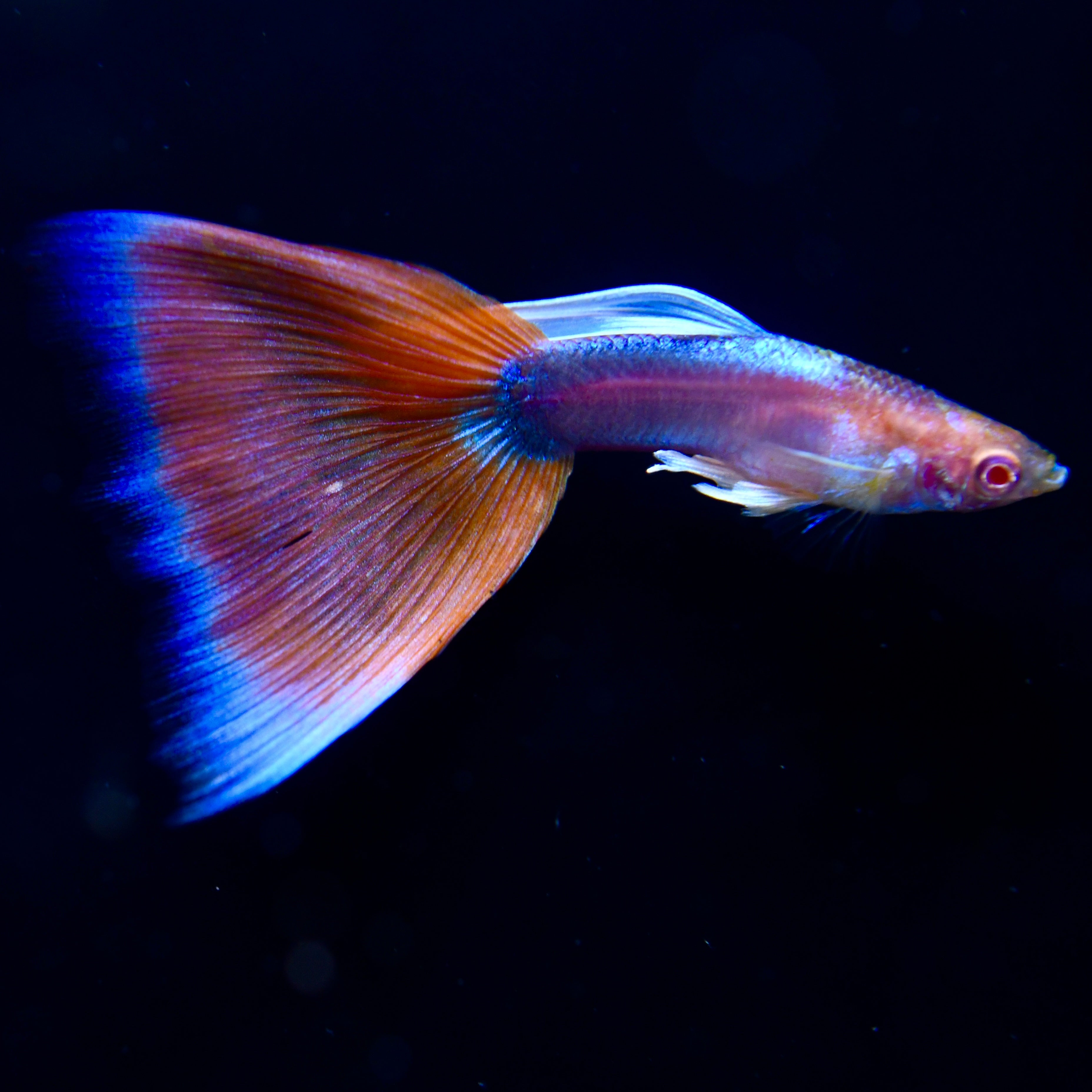 Albino Deep Red Tail