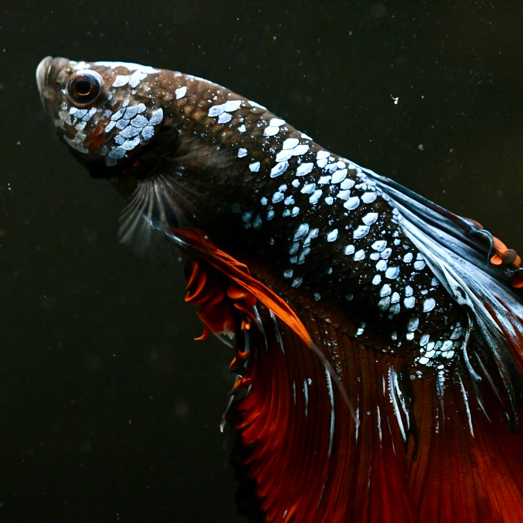 Avatar Red Tail Halfmoon Betta #2
