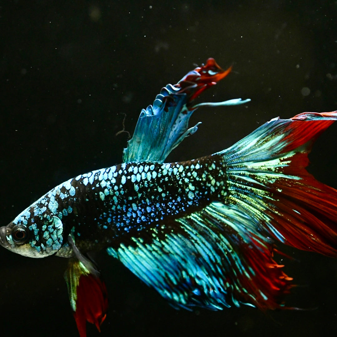 Koi Avatar Halfmoon Betta #2