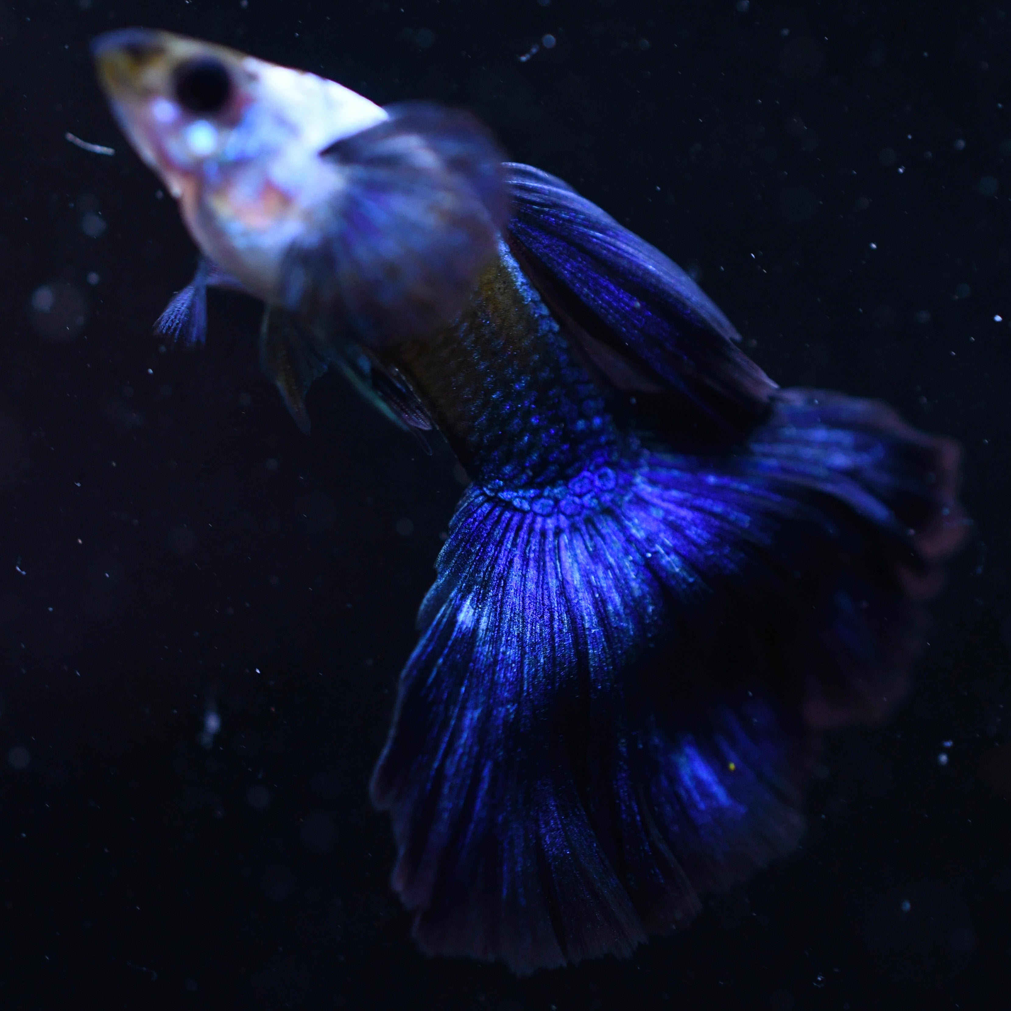 Silverado Half-Black Blue - Canada Guppies