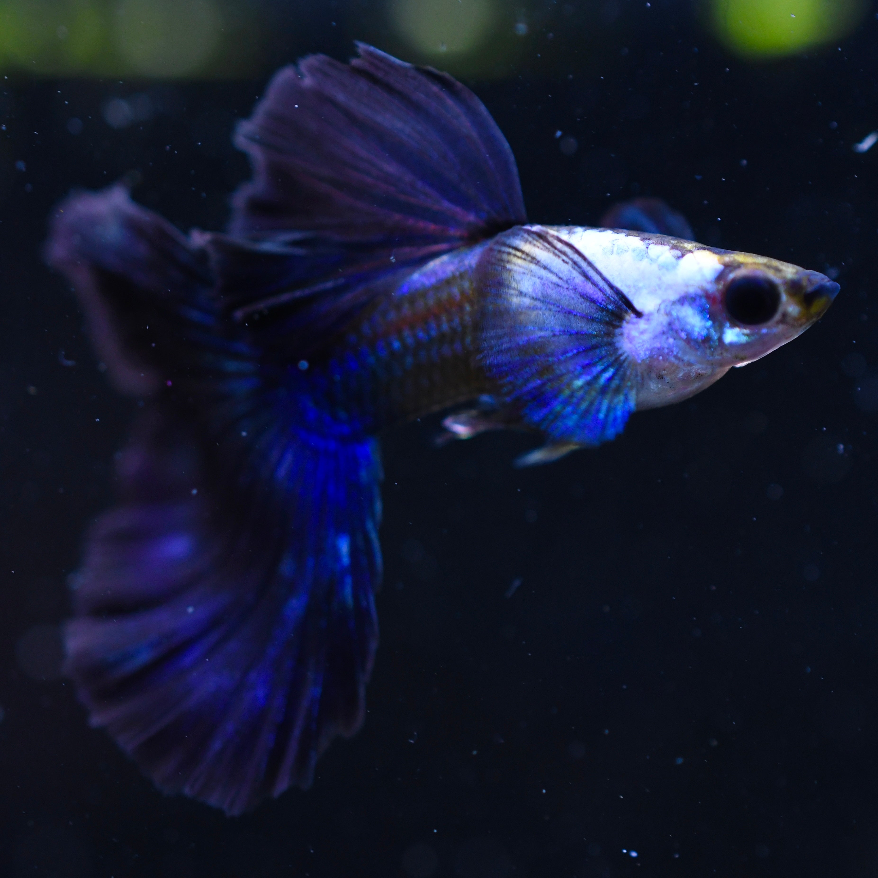 Silverado Half-Black Blue - Canada Guppies