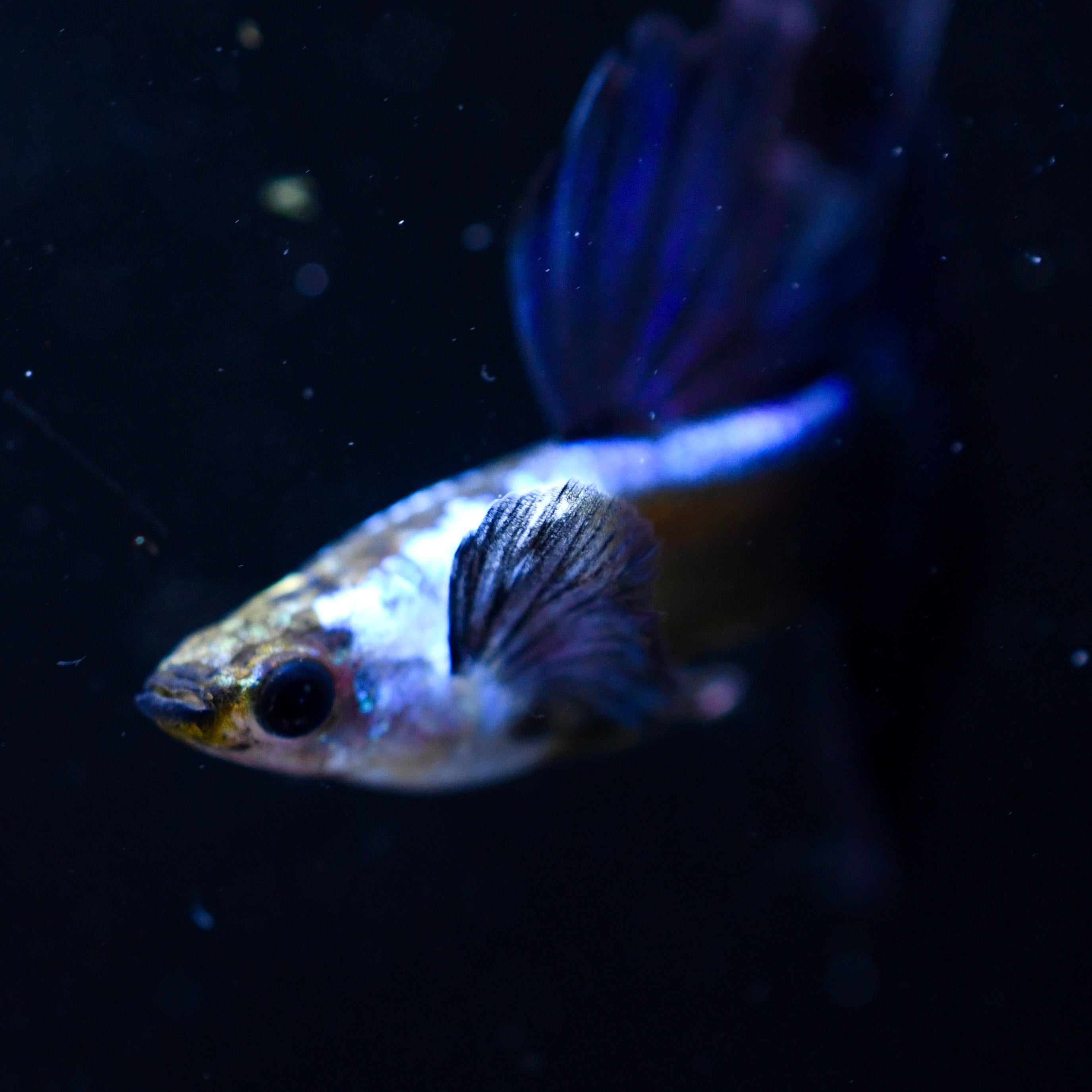 Silverado Half-Black Blue - Canada Guppies