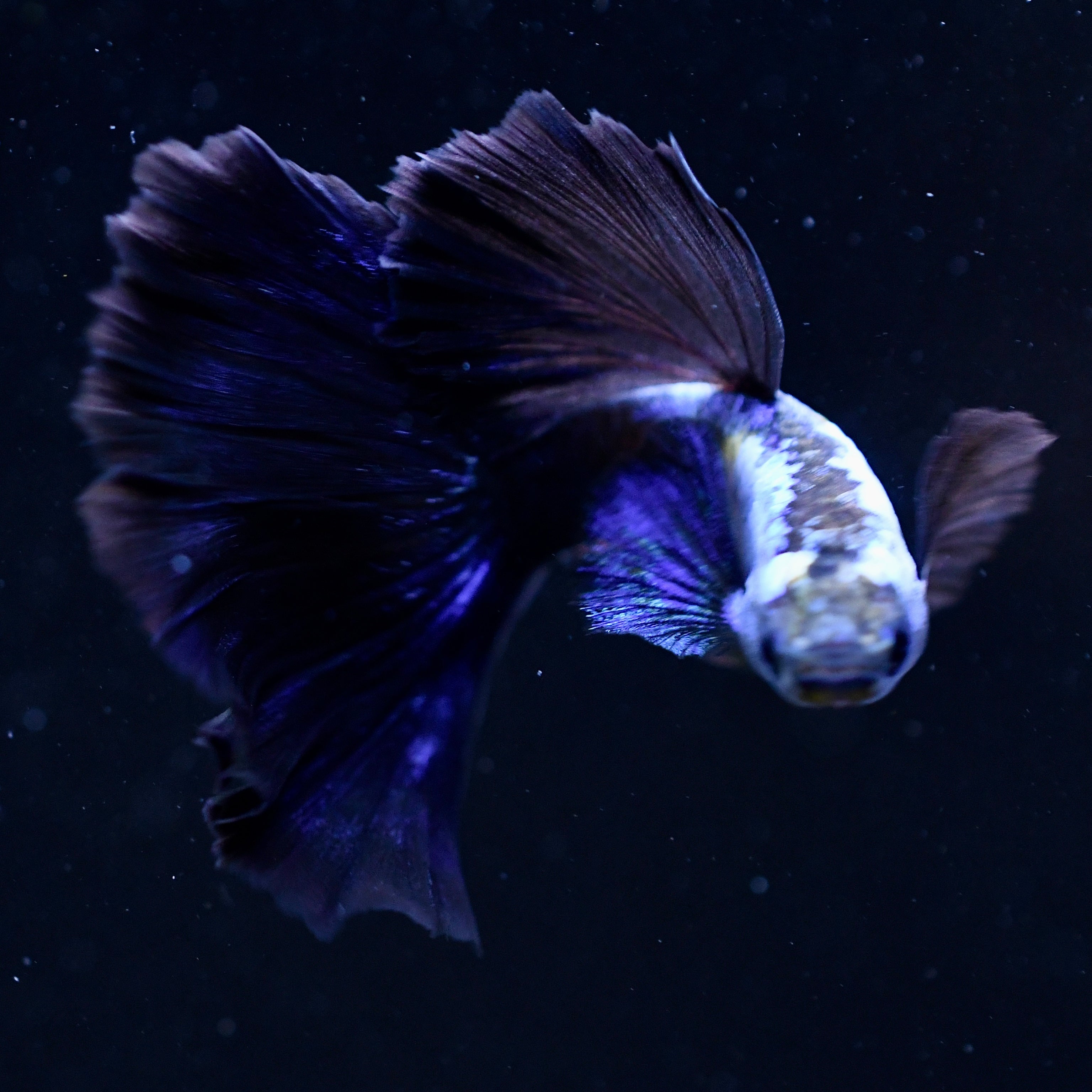 Silverado Half-Black Blue