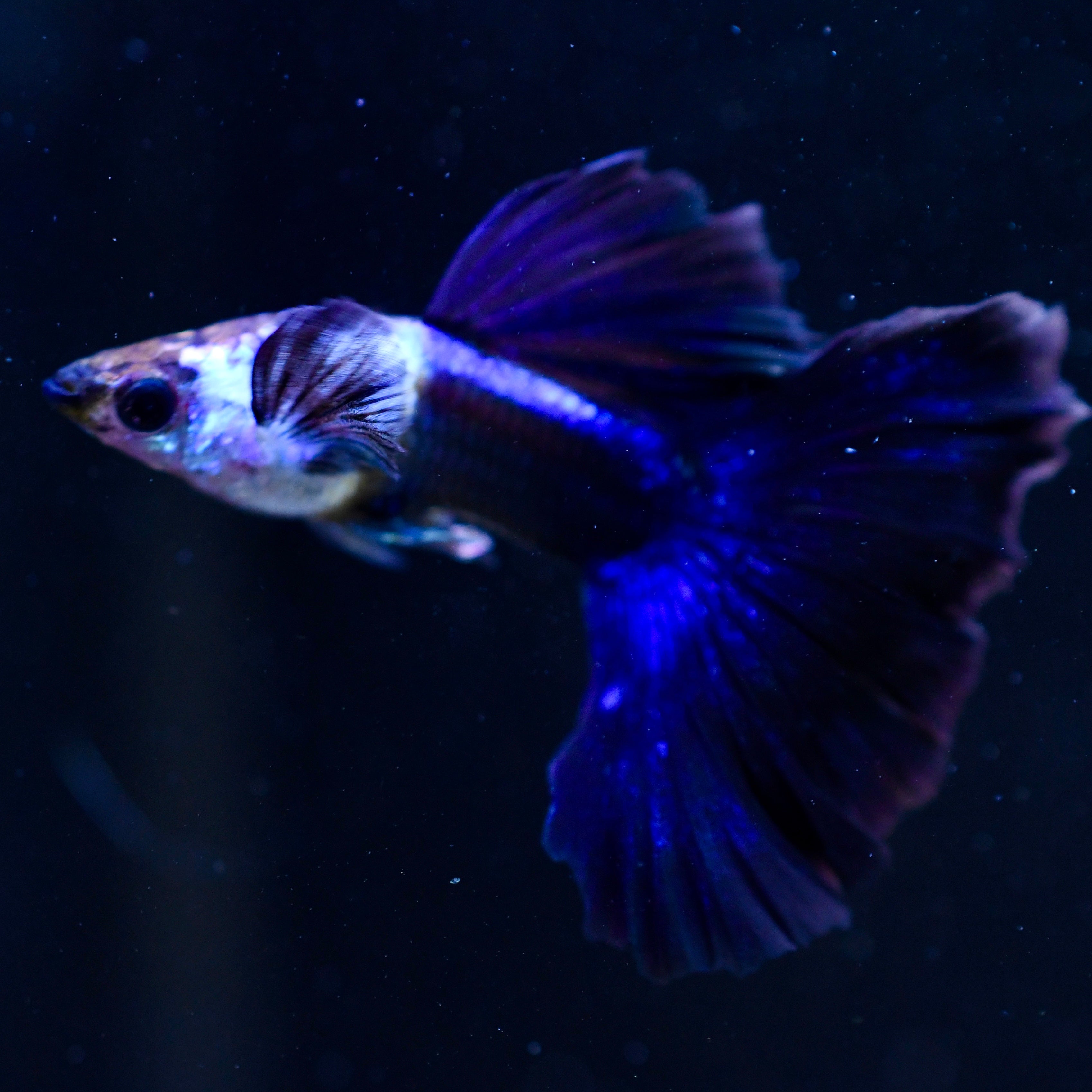 Silverado Half-Black Blue