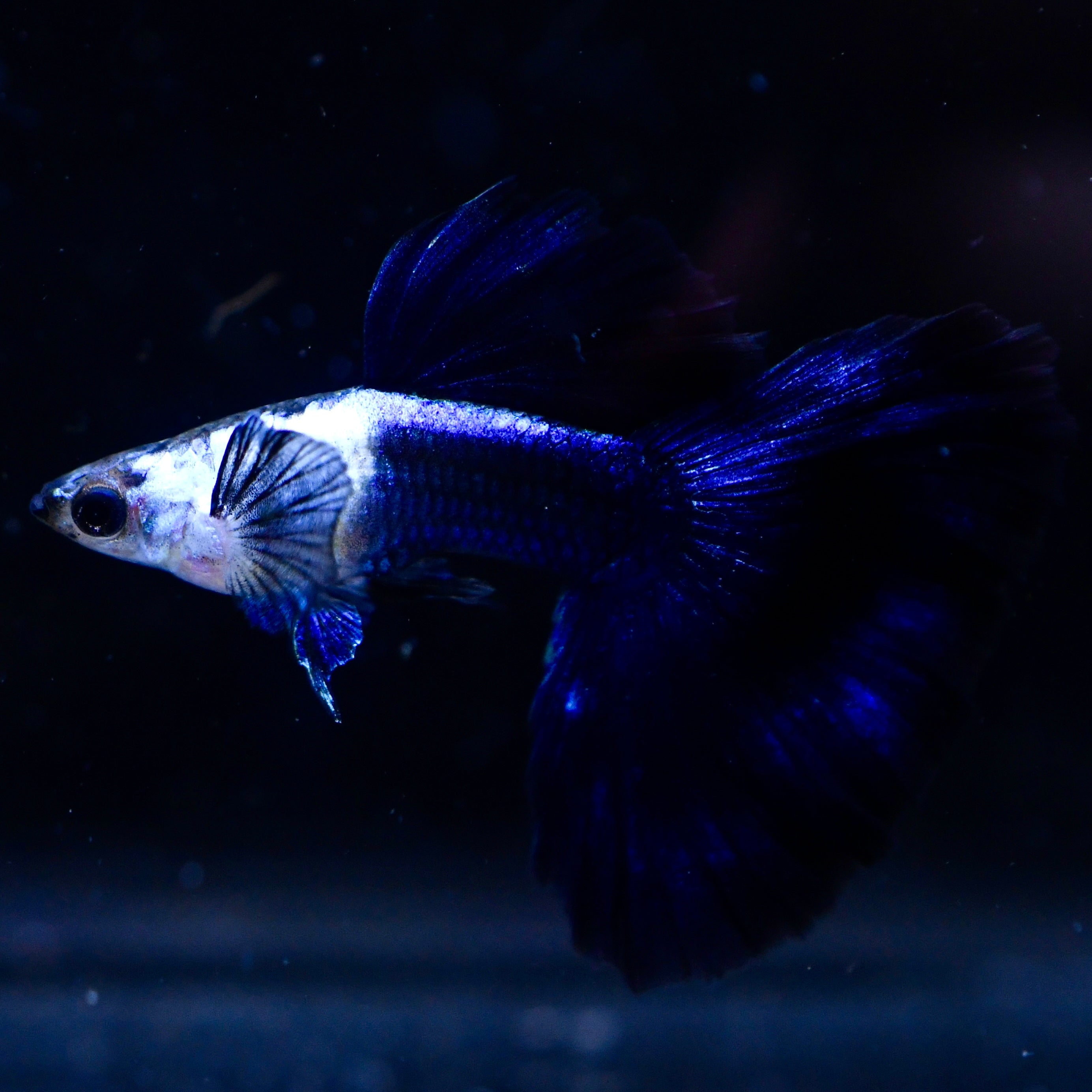 Silverado Half-Black Blue - Canada Guppies