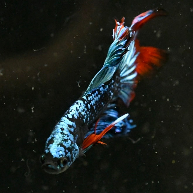 Koi Avatar Halfmoon Betta #2