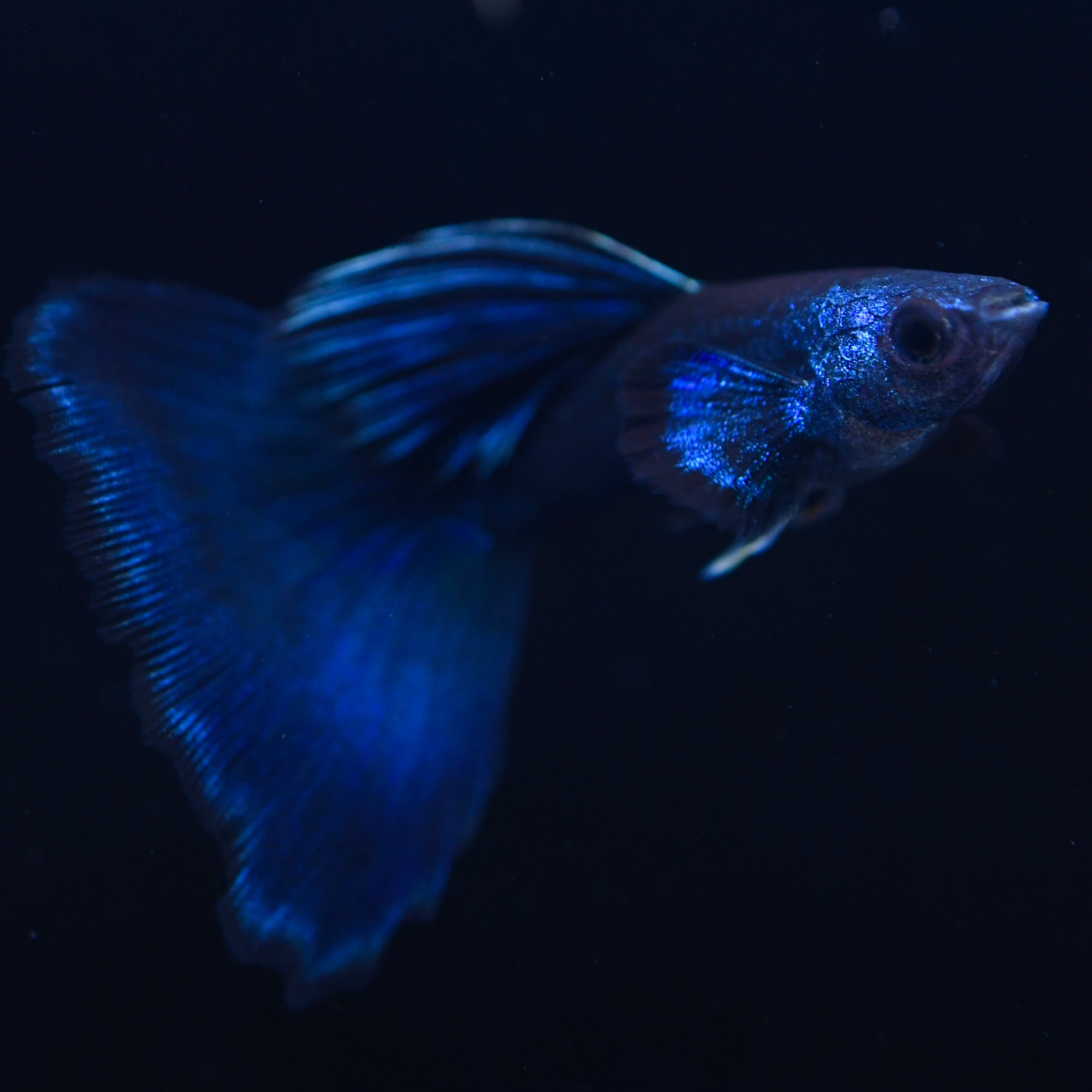 Blue Moscow - Canada Guppies