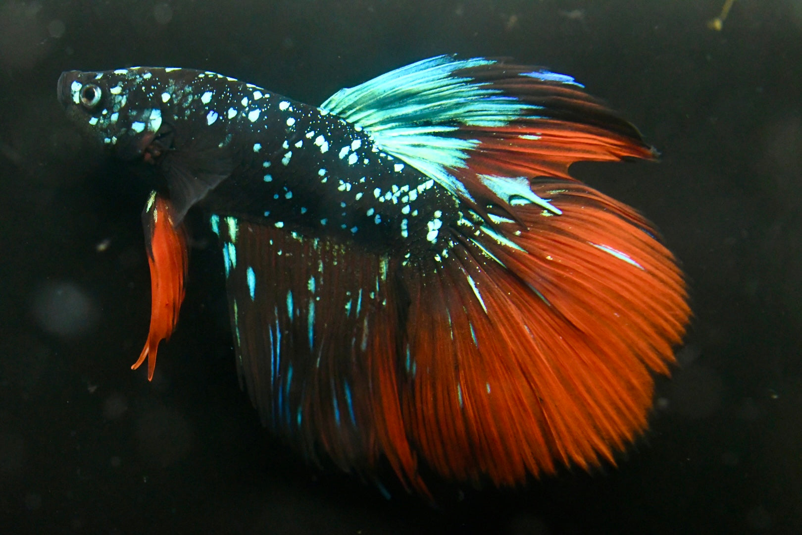 Avatar Red Tail Halfmoon Betta #3