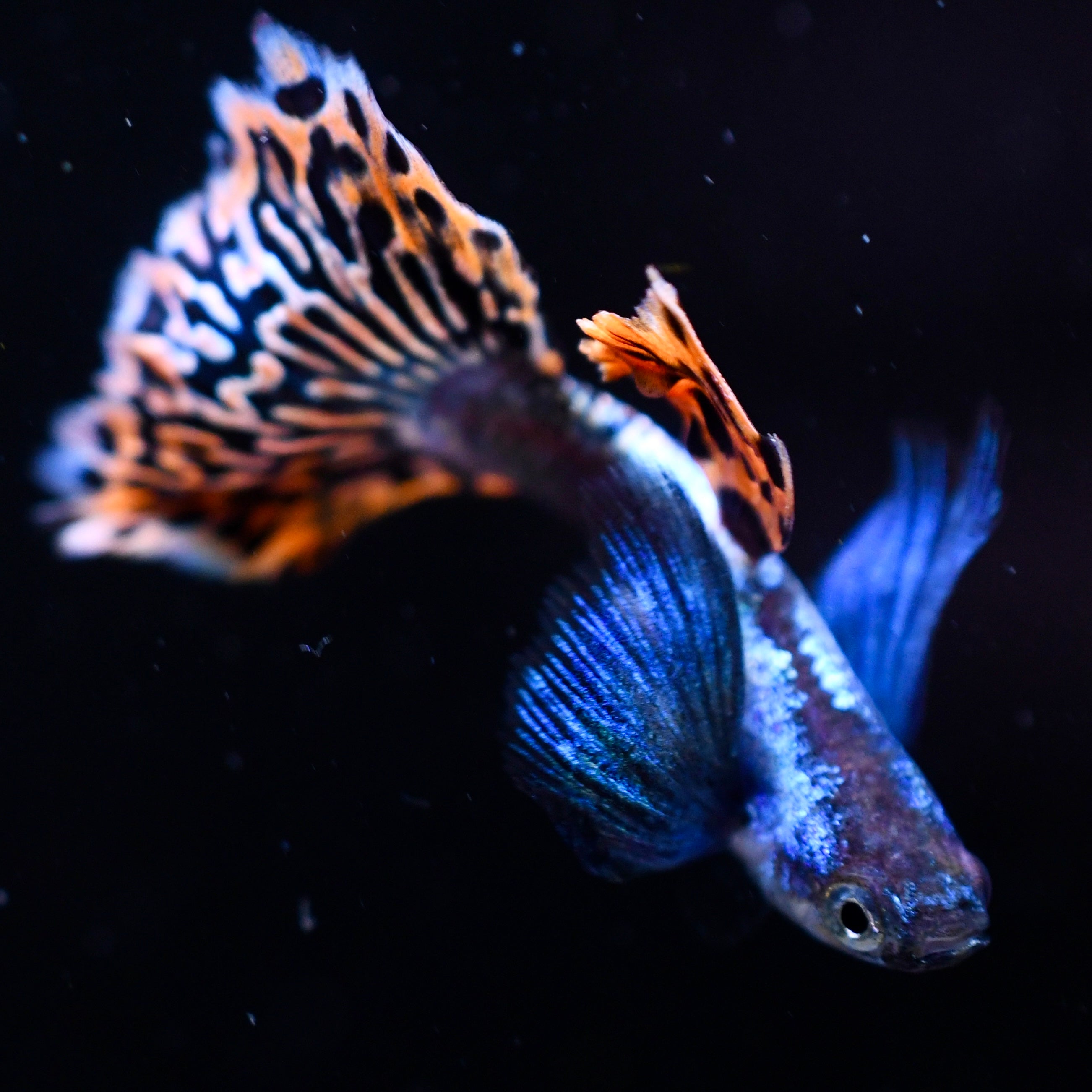 Silverado Red Mosaic Dumbo (Newly Developed Strain)