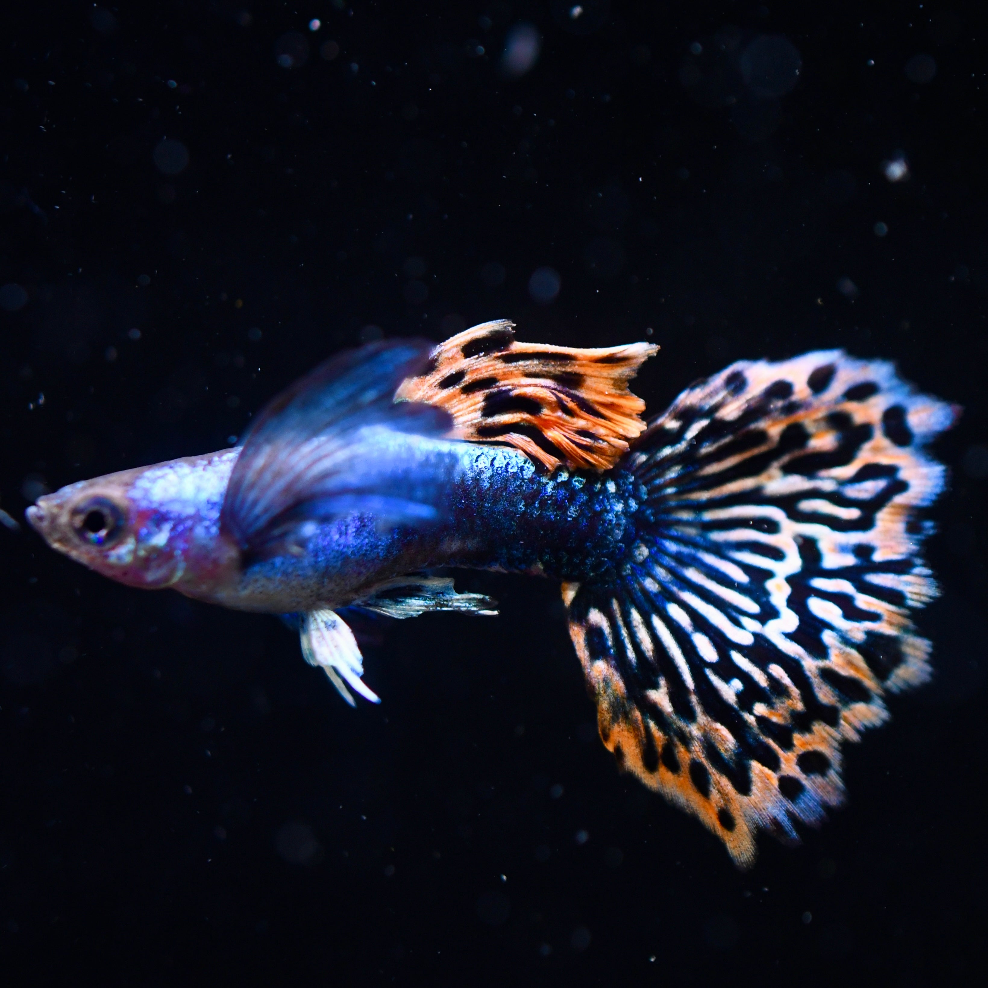 Silverado Red Mosaic Dumbo (Newly Developed Strain)