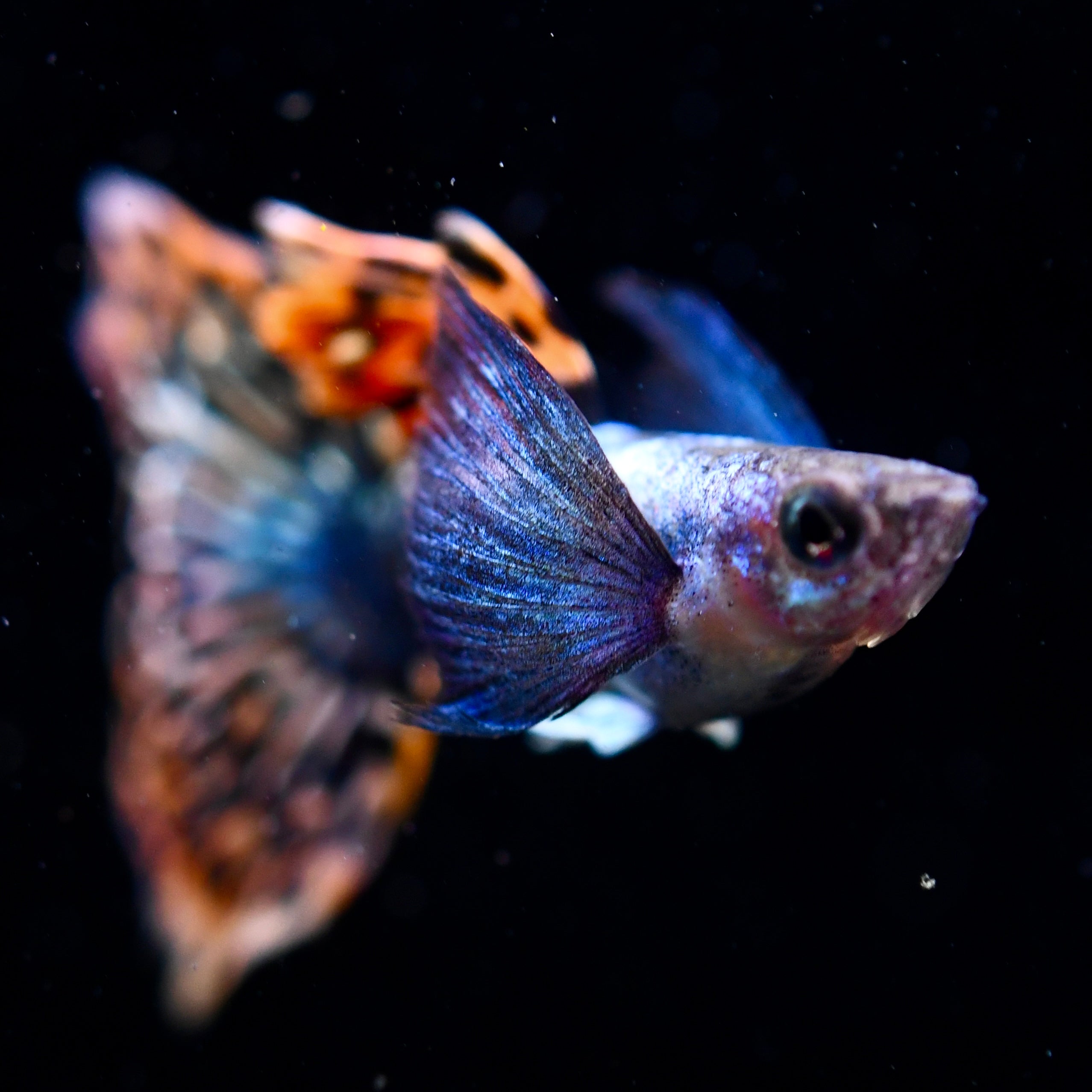Live Aquarium Guppy Fish – Dumbo RedTail Trio (1 Male, 2 Females), High Quality, Bred In USA, Freshwater, Peaceful Beginner Fish