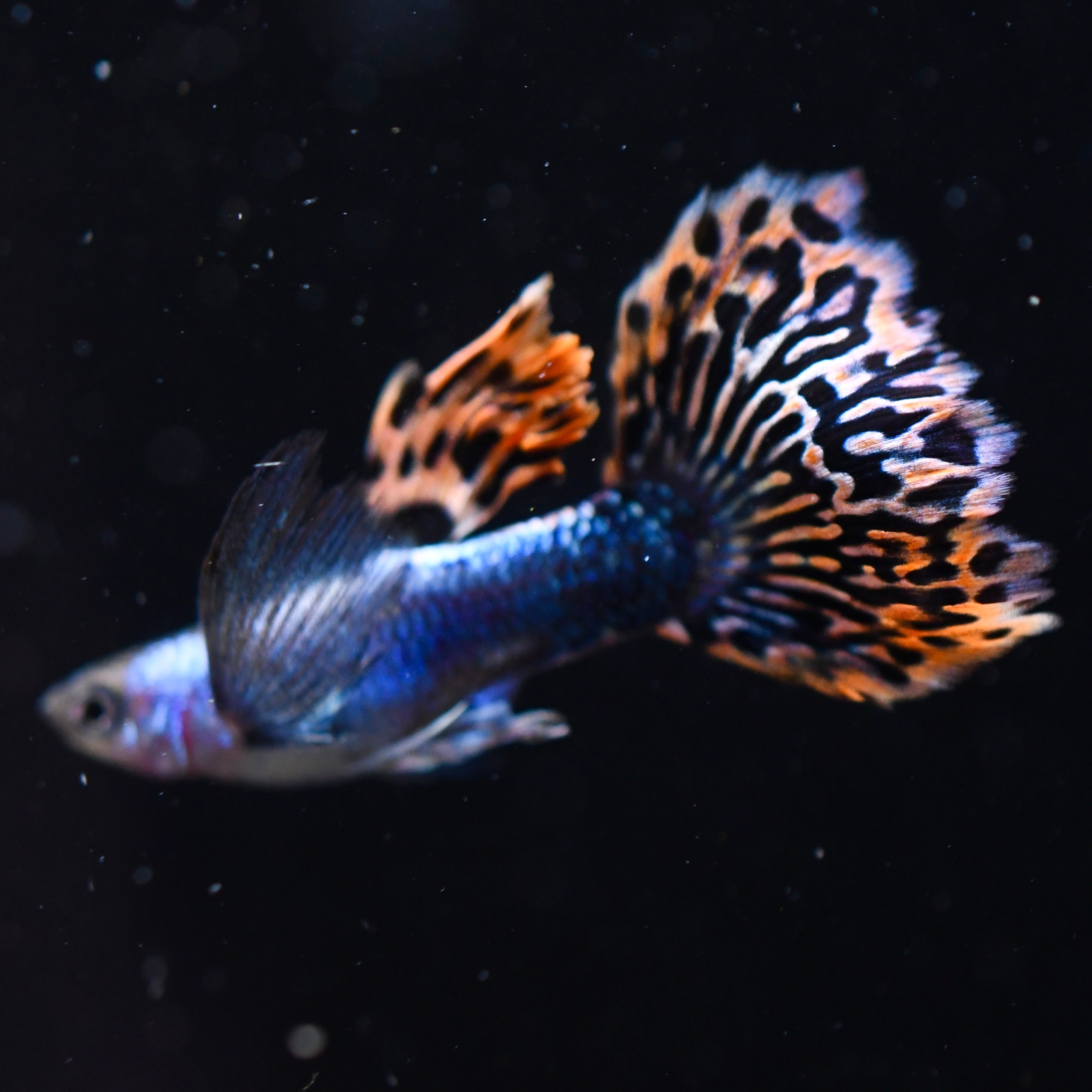 Silverado Red Mosaic Dumbo (Newly Developed Strain)