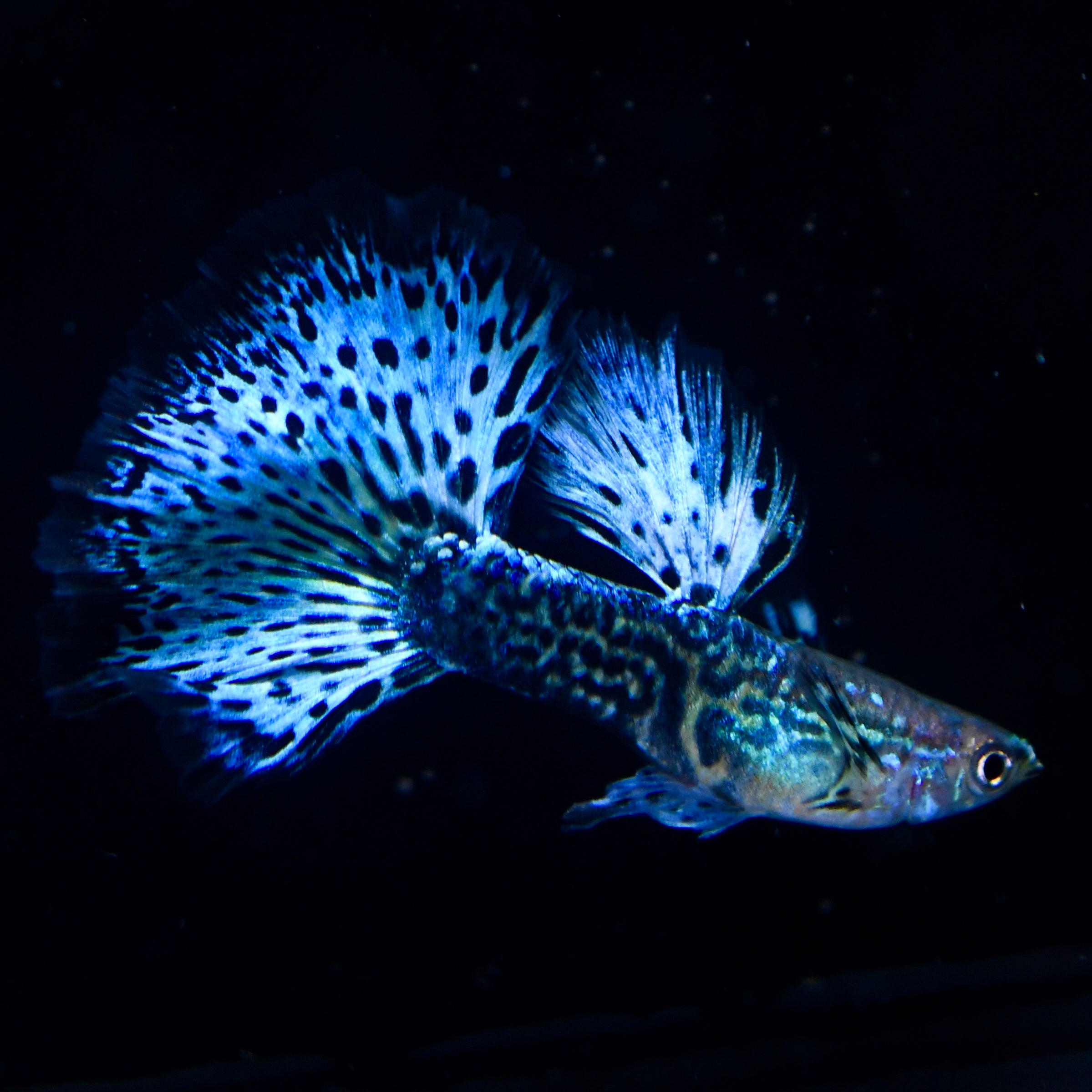 Emerald Green Dragon