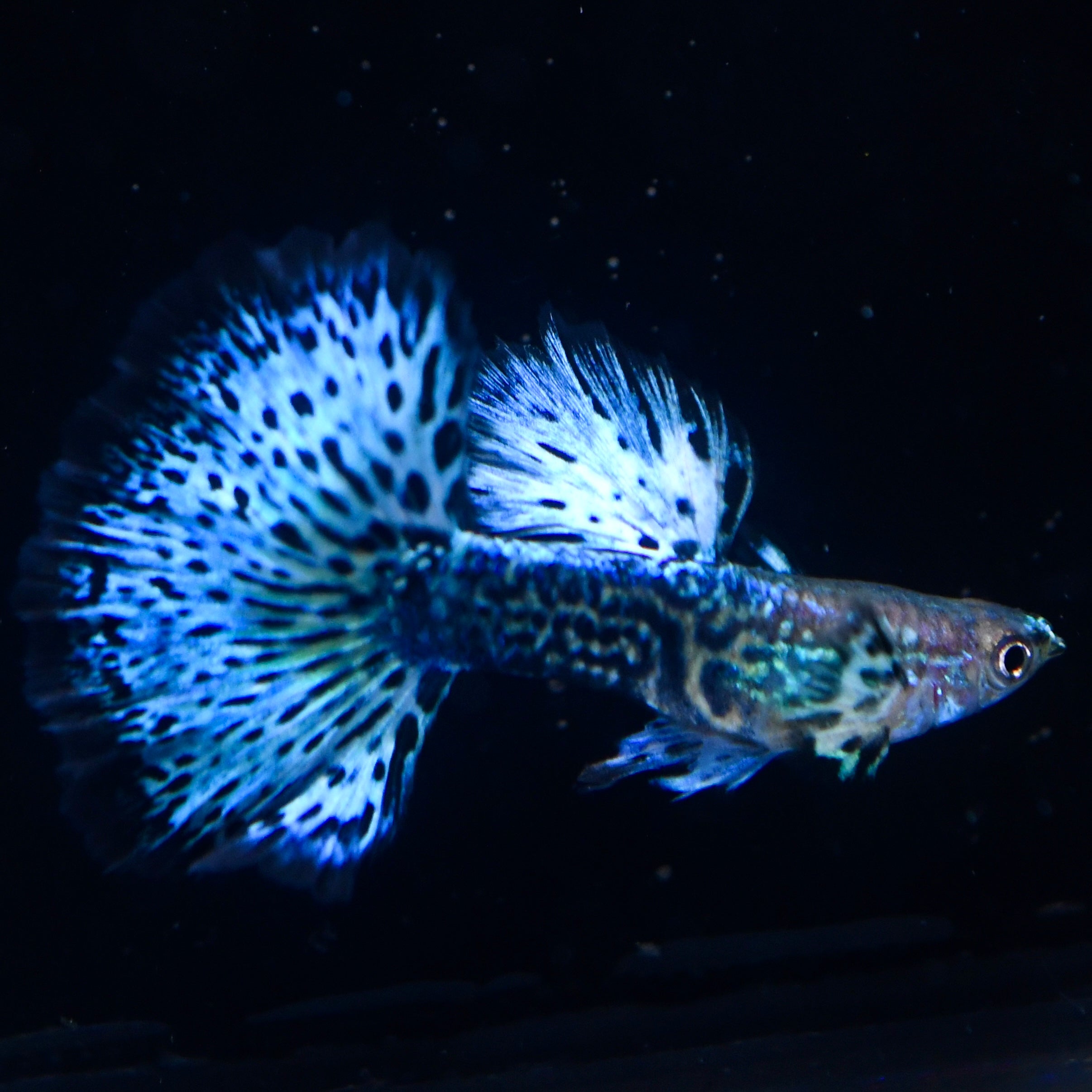 Emerald Green Dragon