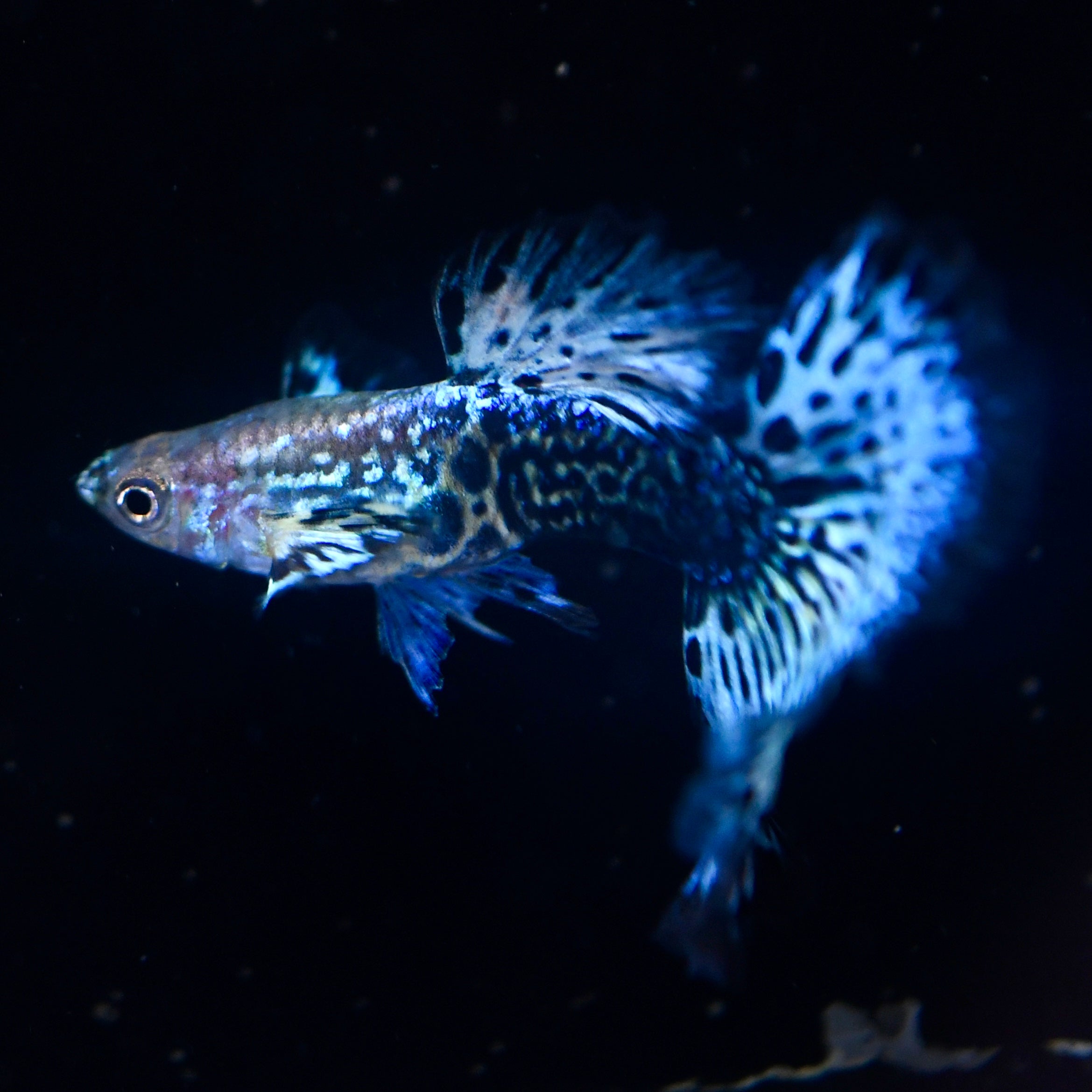 Emerald Green Dragon