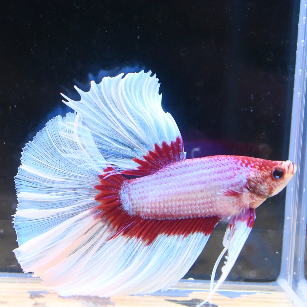 Red Salamander Halfmoon #1
